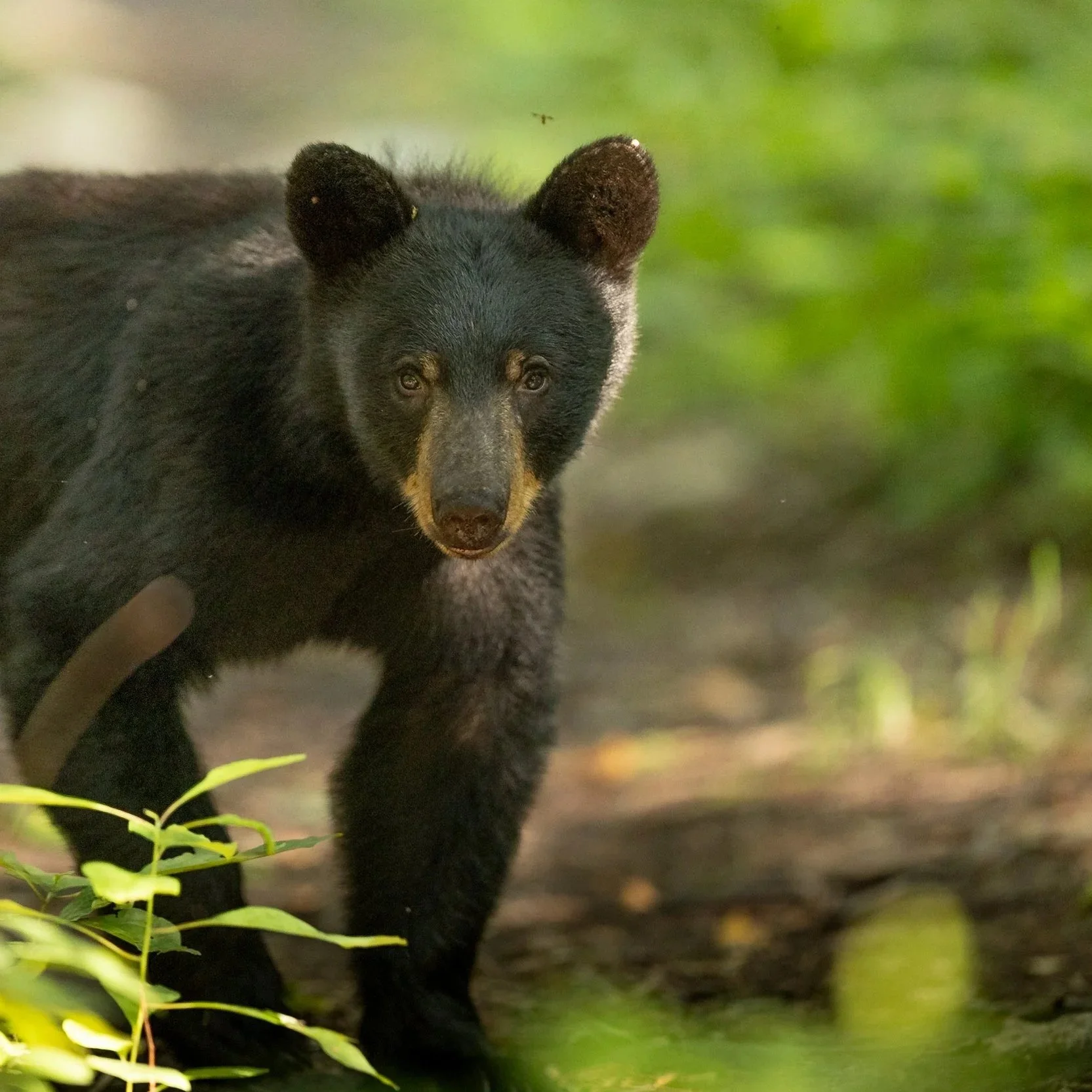 Black Bear Workshop May 2-3 (Deposit)