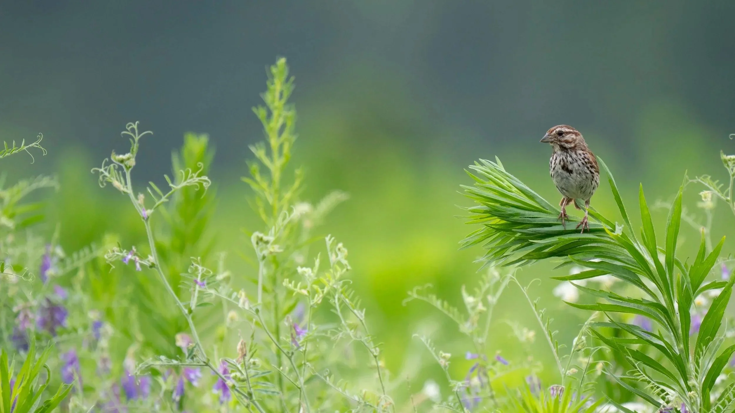 Bird%2BWalk%2BPhotos-8.jpg