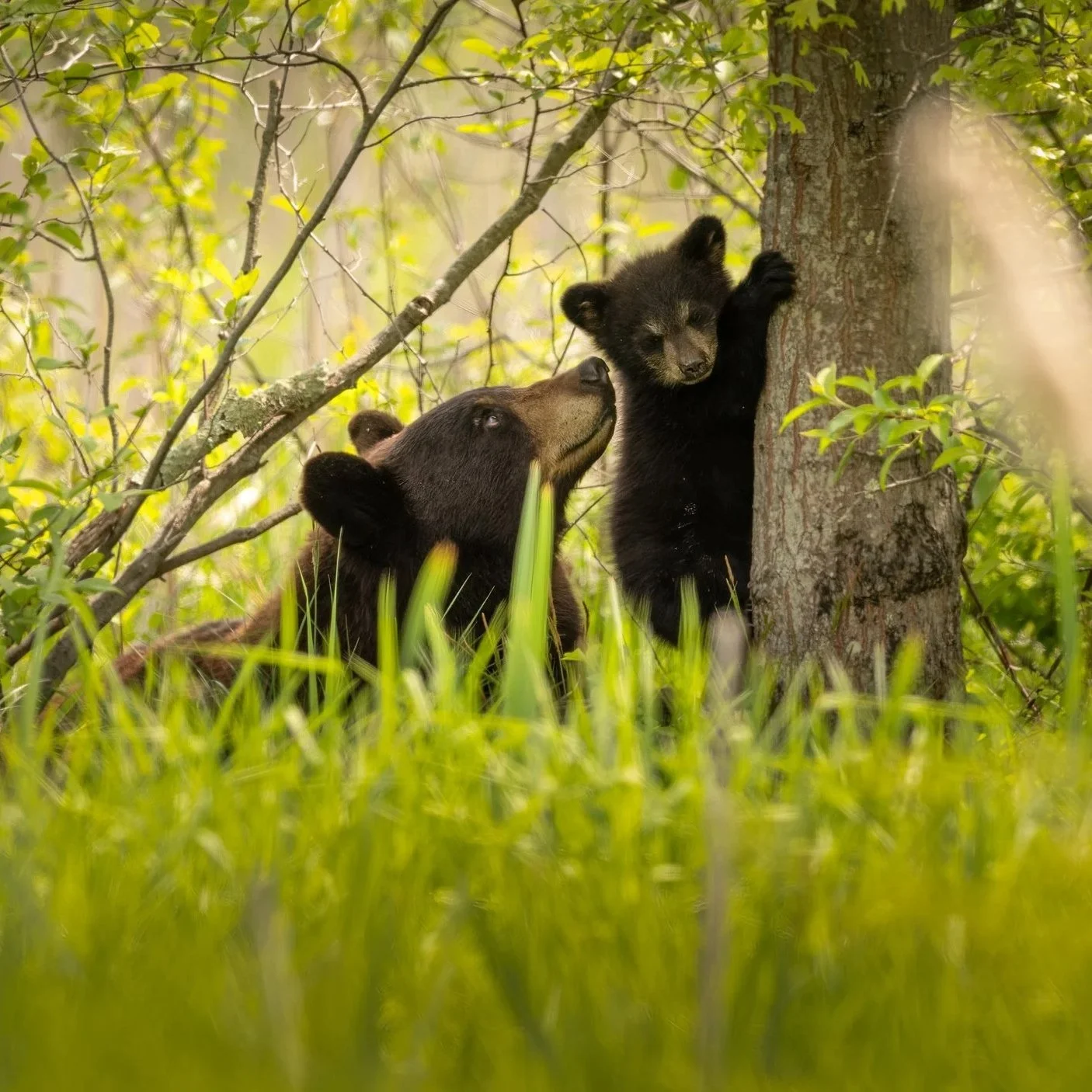 Black Bear Workshop May 9-10 (Deposit)