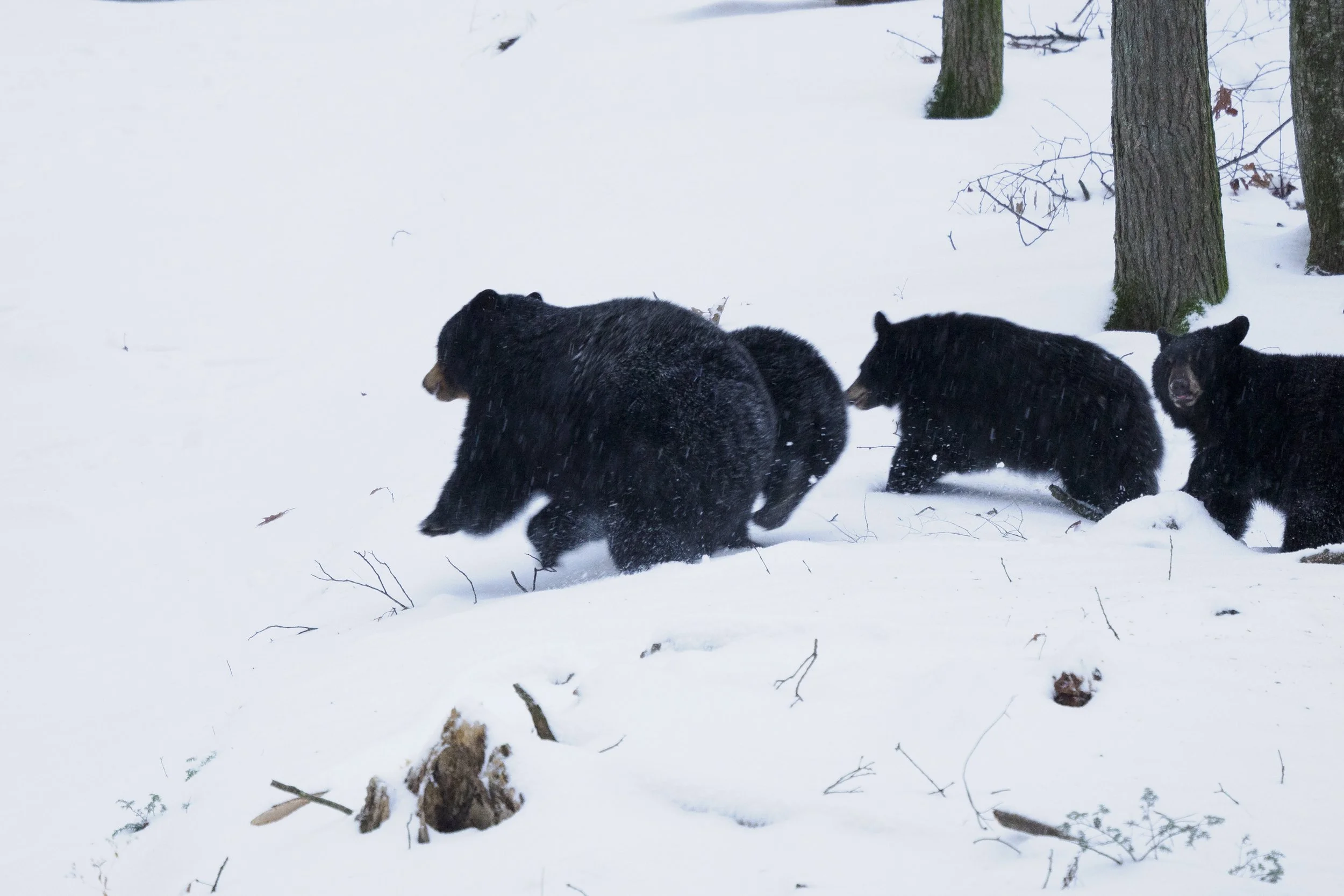 Using manual focus on moving black bears during snowstorm.