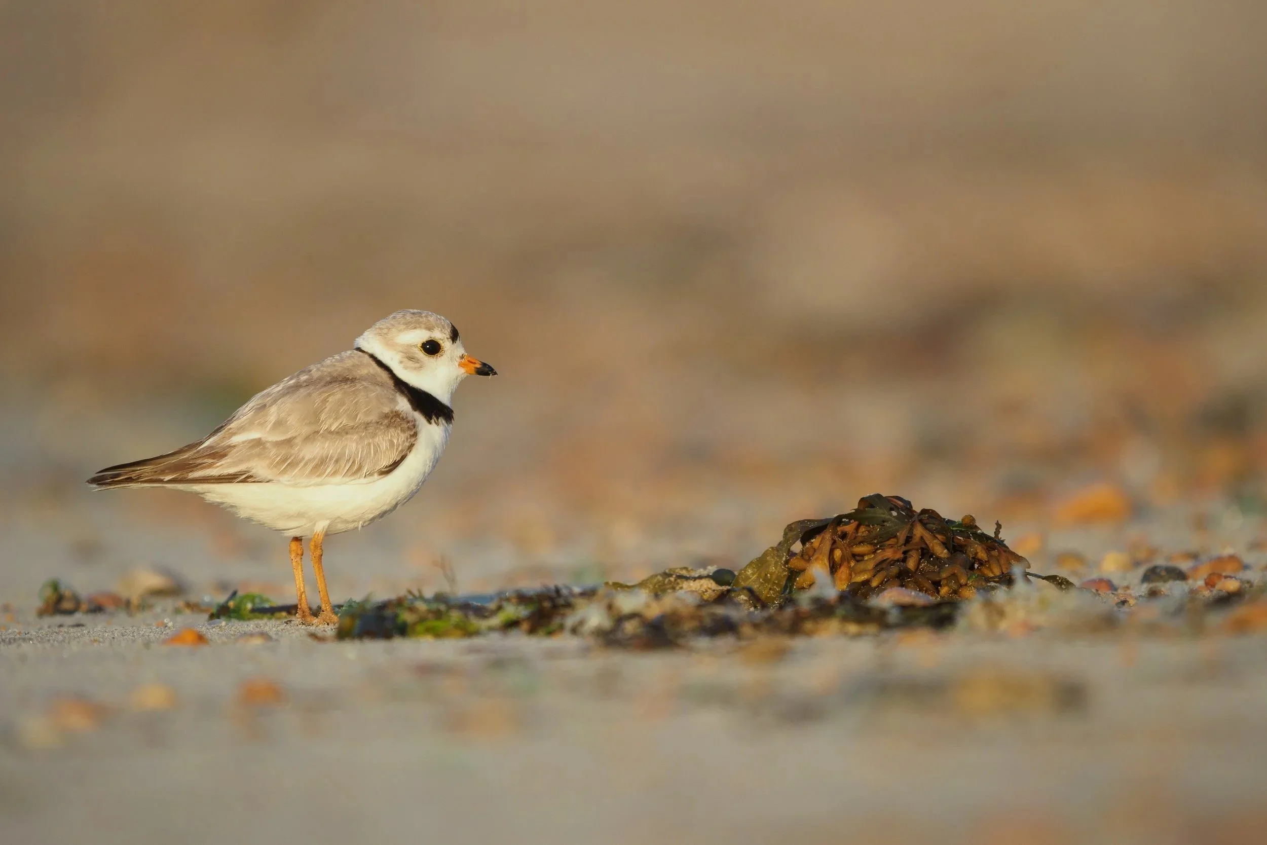 Piping+Plover+at+Sunrise.jpg