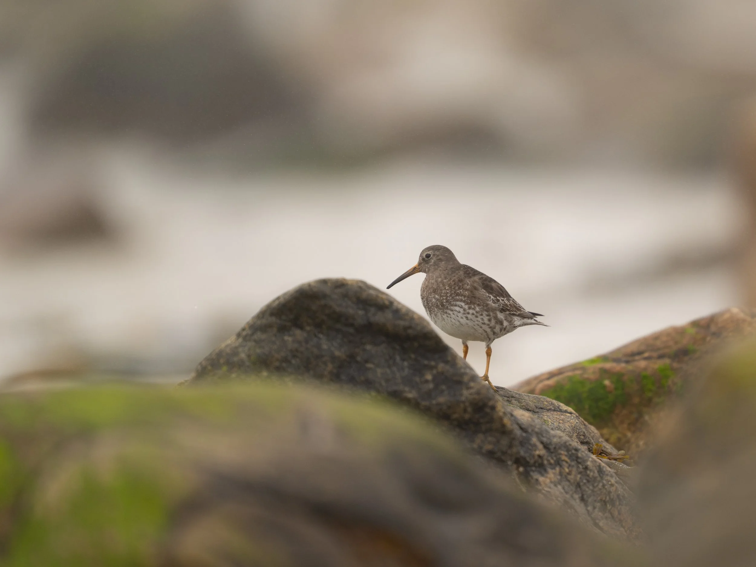 Coastal Shorebird  Experience-September 13th