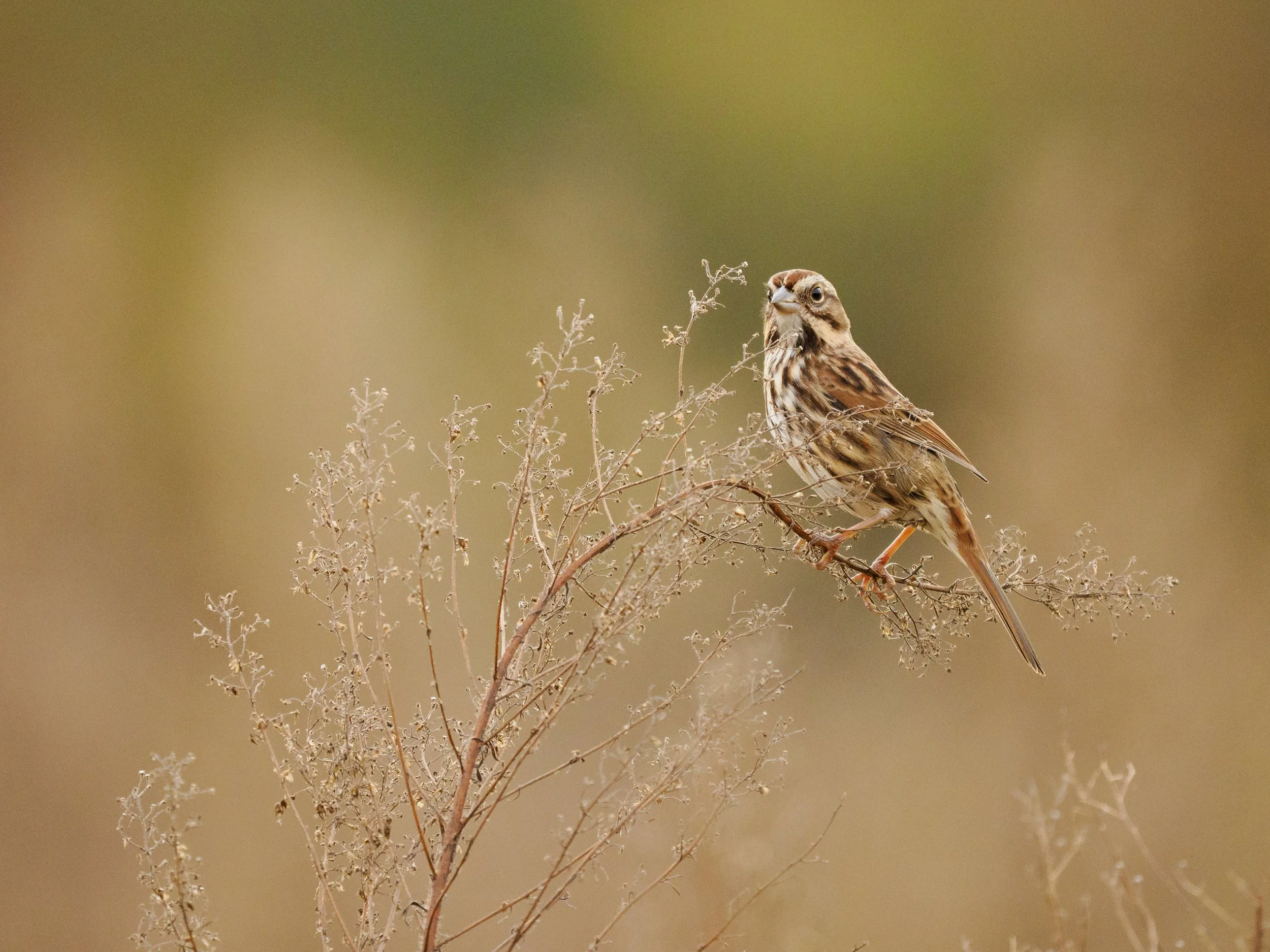 Bird Photography In the Field-A Beginner's Experience-September 27th