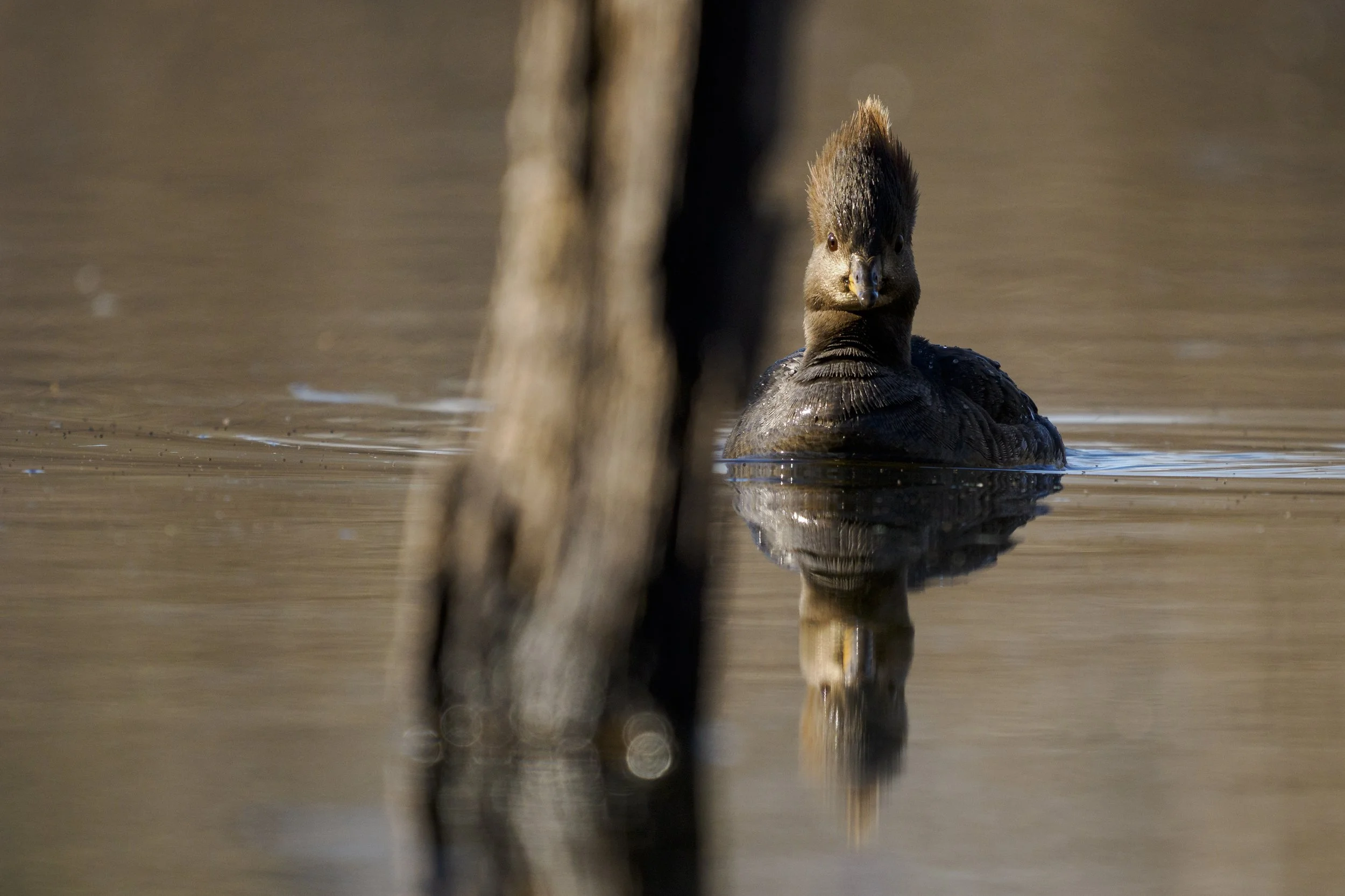 female hooded merganser padding on open water.