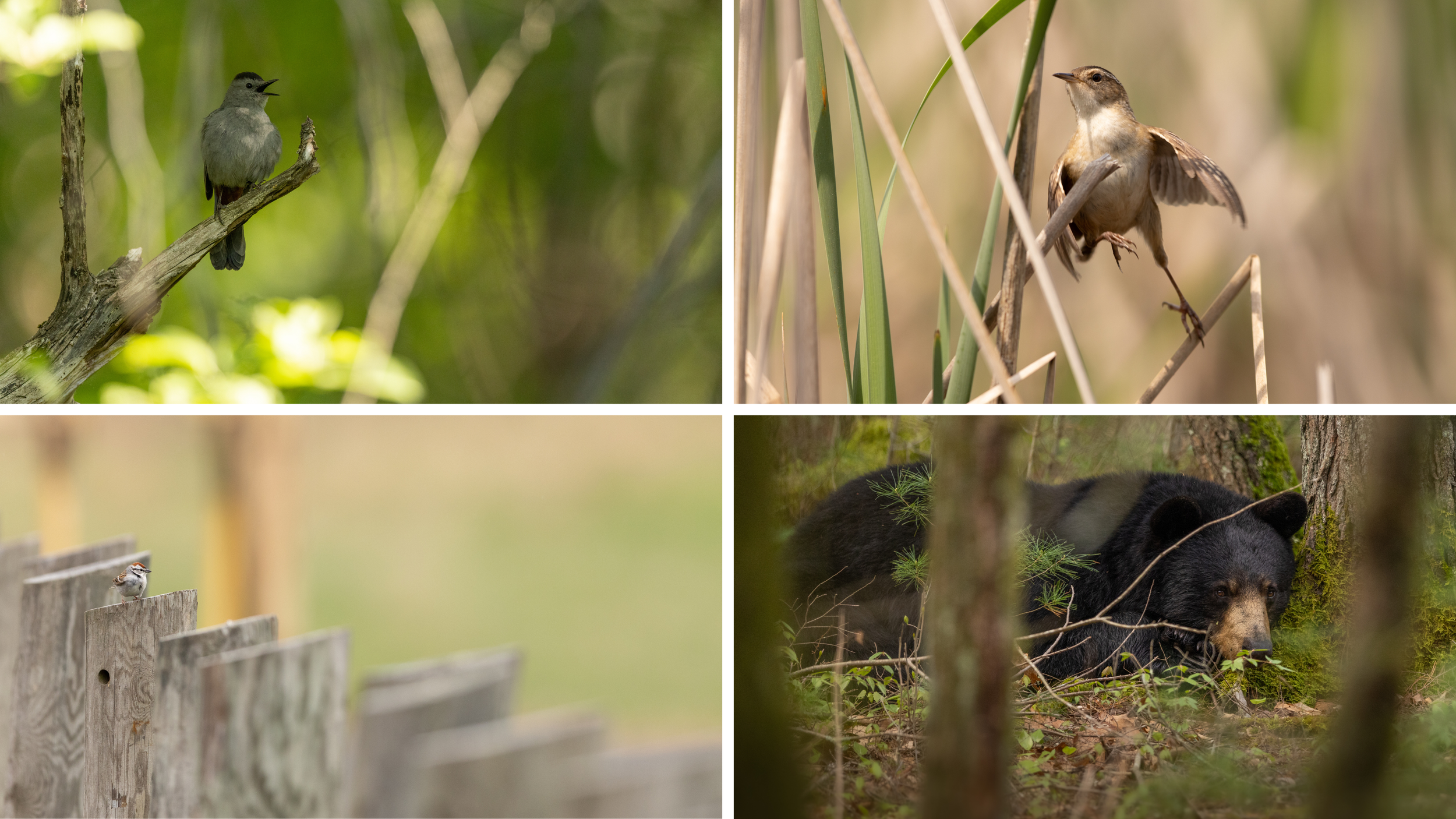 A grid of four photos showing common wildlife photography mistakes.