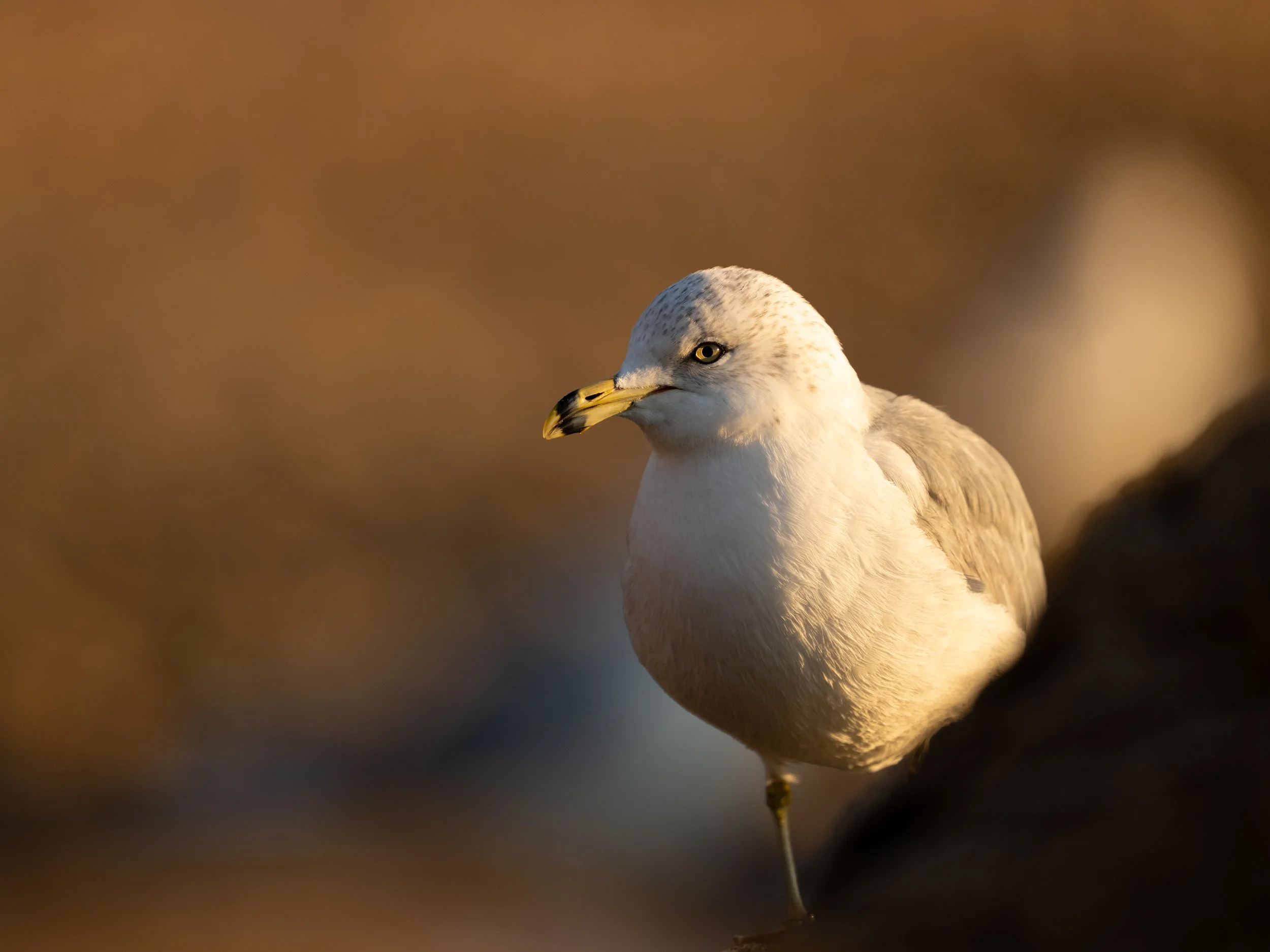 Sunset Coastal Shorebird  Experience-September 12th