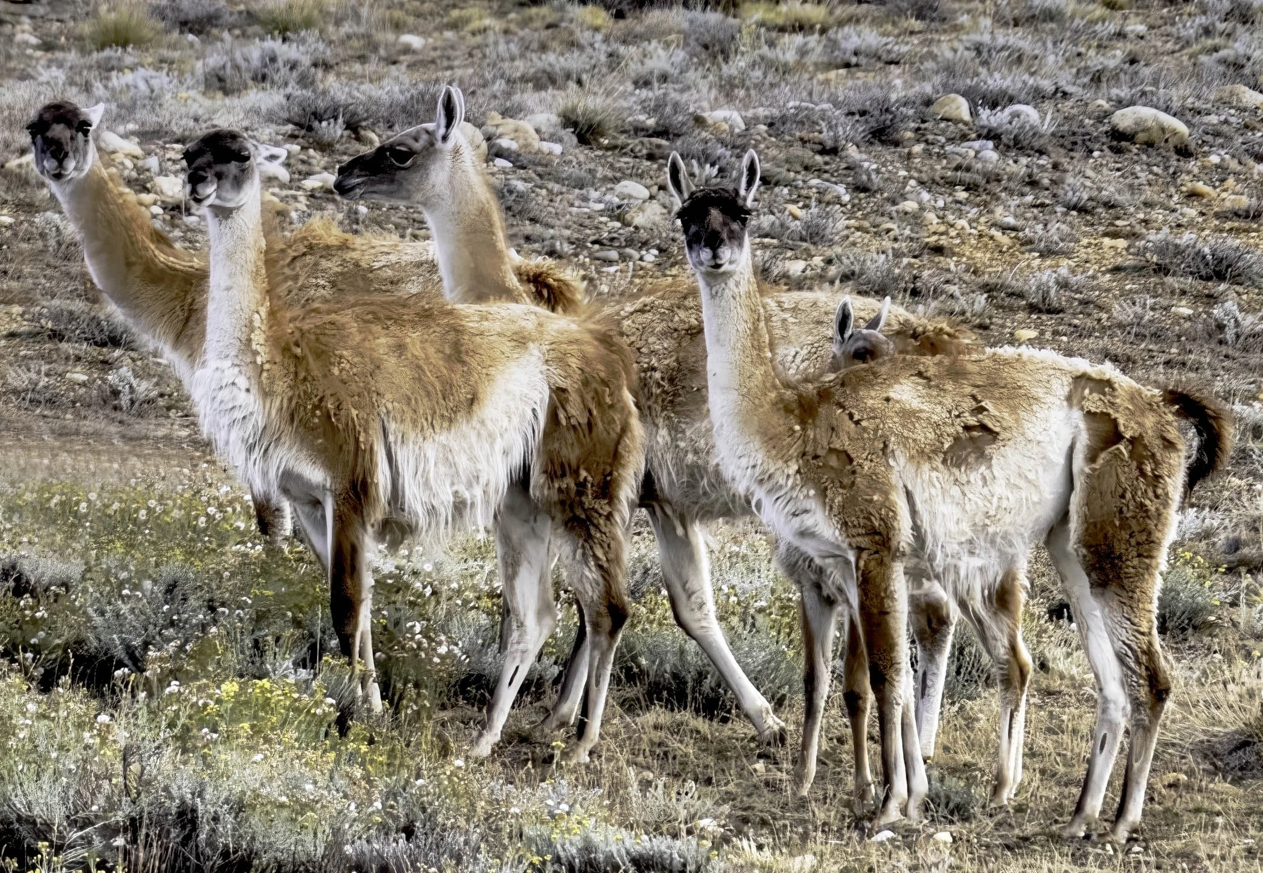 Chile • Guanaco smaller herd on the way to Argentina • Mar 2024