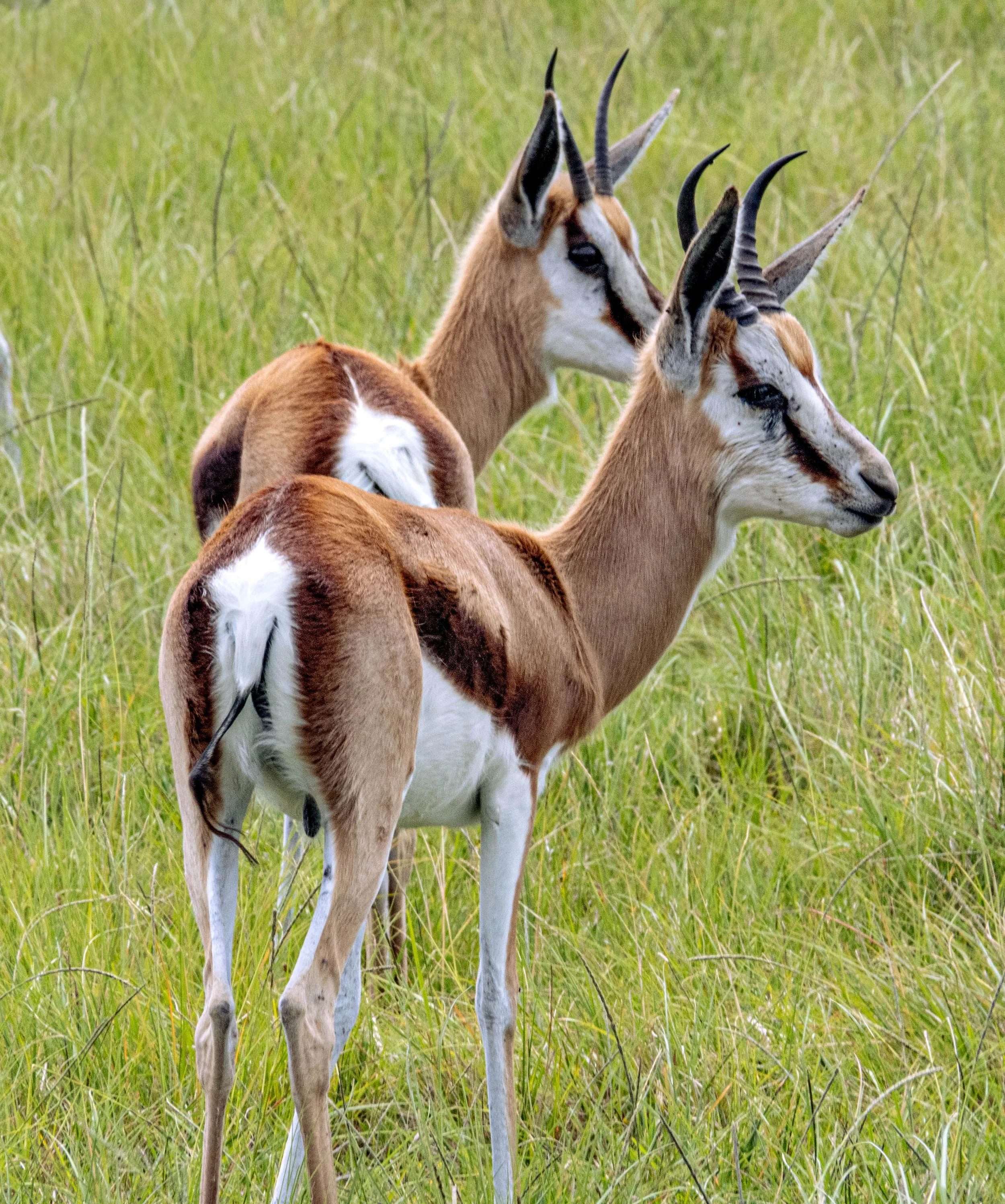 South Africa • Plettenberg Bay • Game preserve twin springboks • Dec 12, 2024