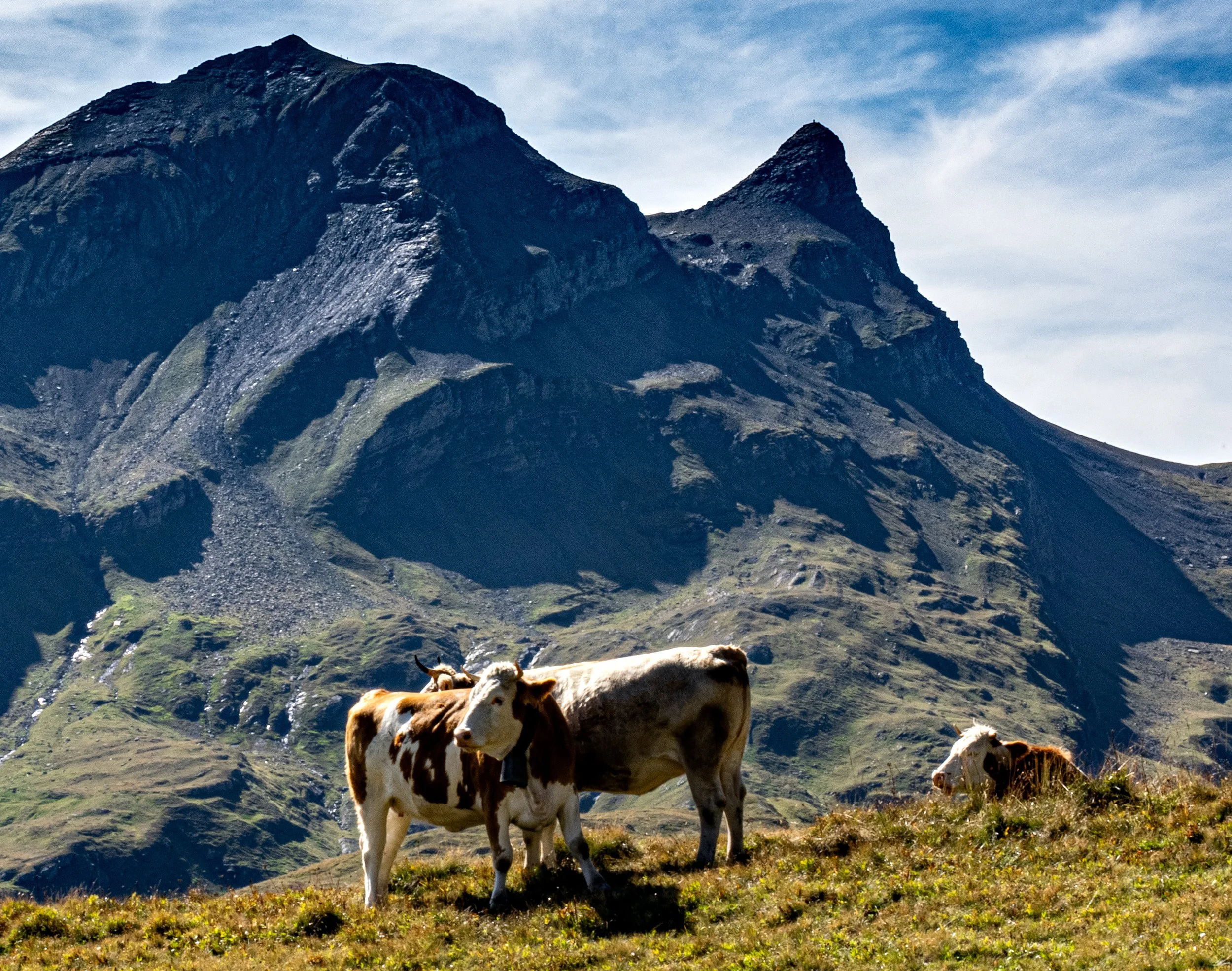 Switzerland • Grindelwald • Cows in front of the mountain, close up • Aug 25, 2025