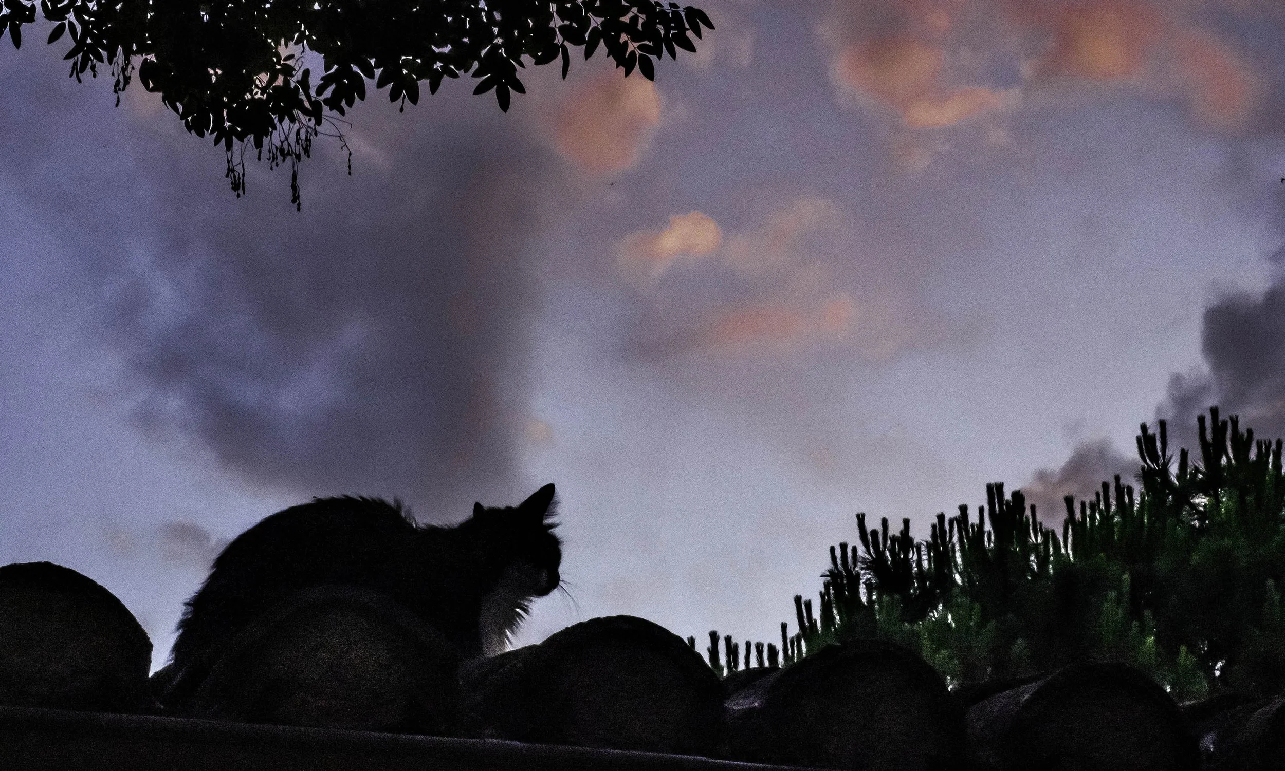 France • Provence • Near Arles • Cat on a hot tin roof with sunset • Jul 9, 2023