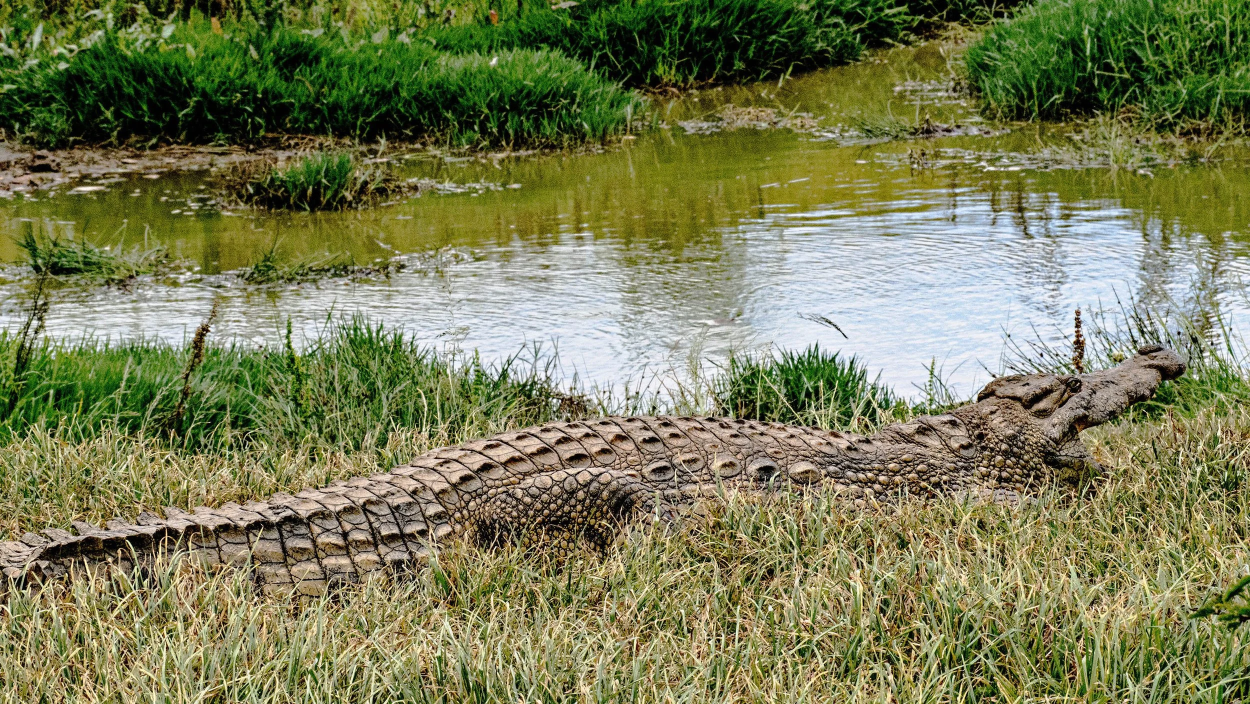South Africa • Plettenberg Bay • Game preserve crocodile totally still • Dec 12, 2024.jpg