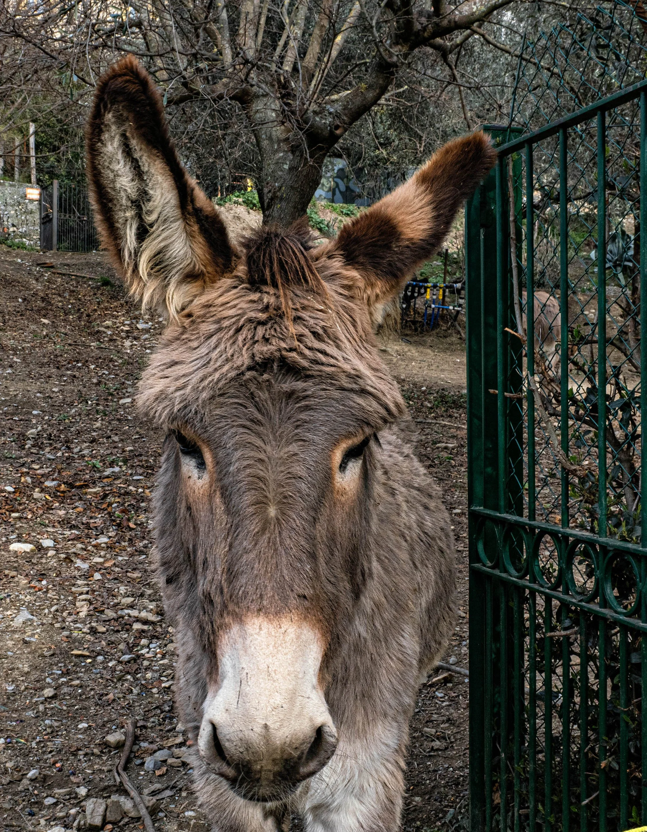 Italy • Mortola Olivetto • San Michele • Donkey front view • Jan 20, 2024