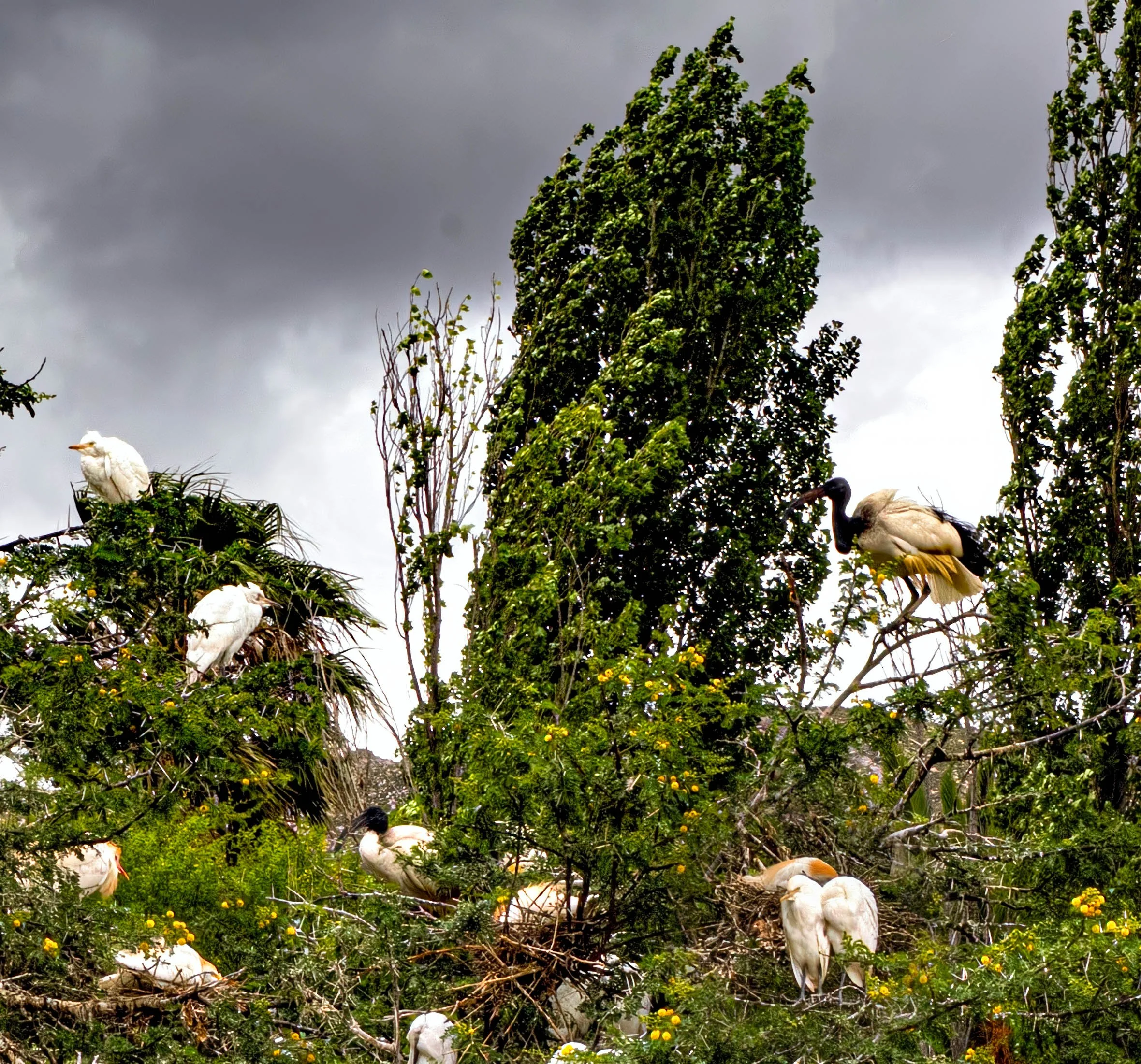 South Africa • Montagu • Flock of birds on tree • Dec 13, 2024