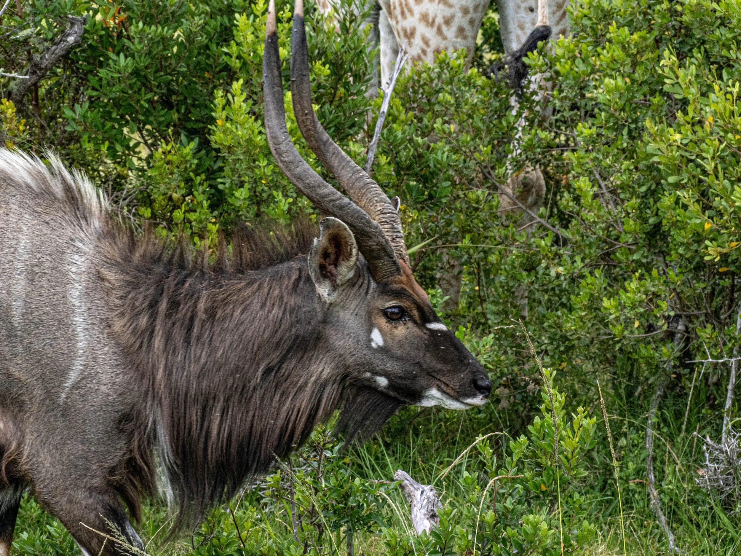 South Africa • Plettenberg Bay • Game preserve antelope another kind • Dec 12, 2024