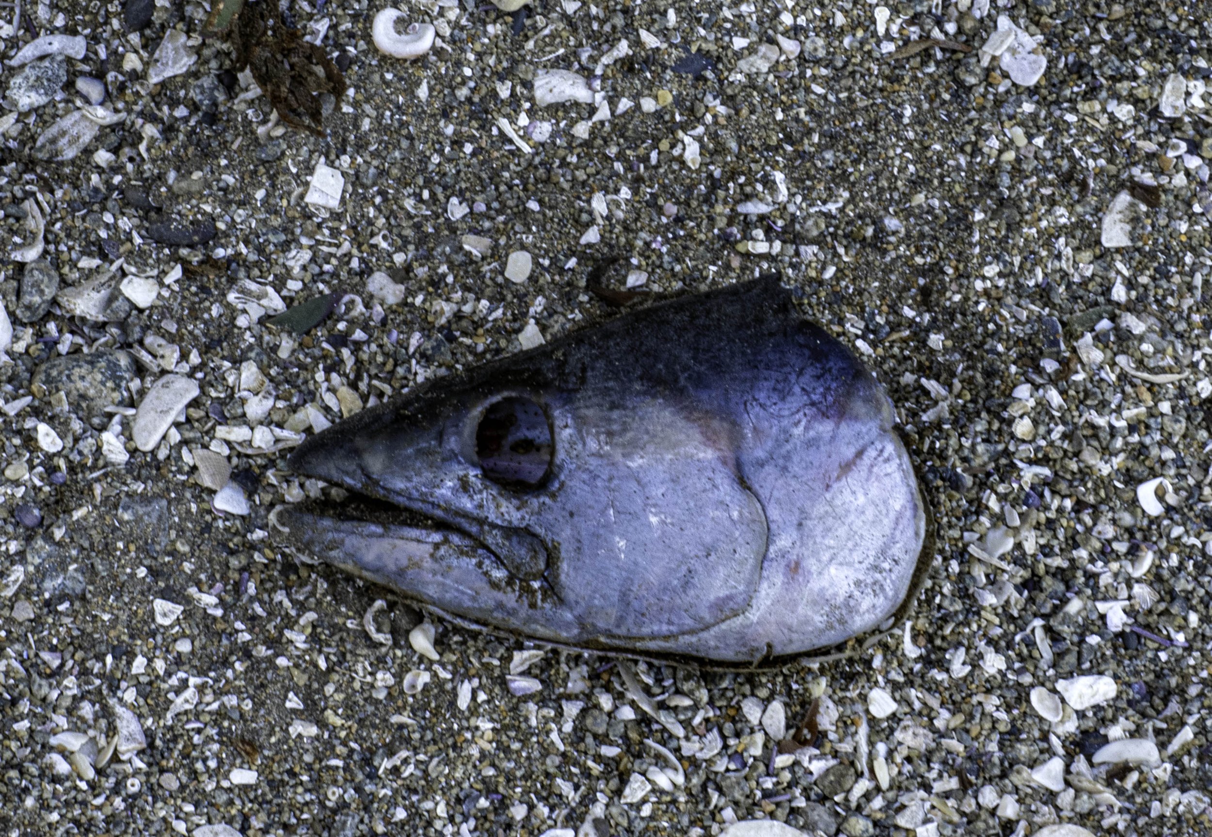 Chile • Zapallar • Dead fish head in blue • Mar 17, 2024