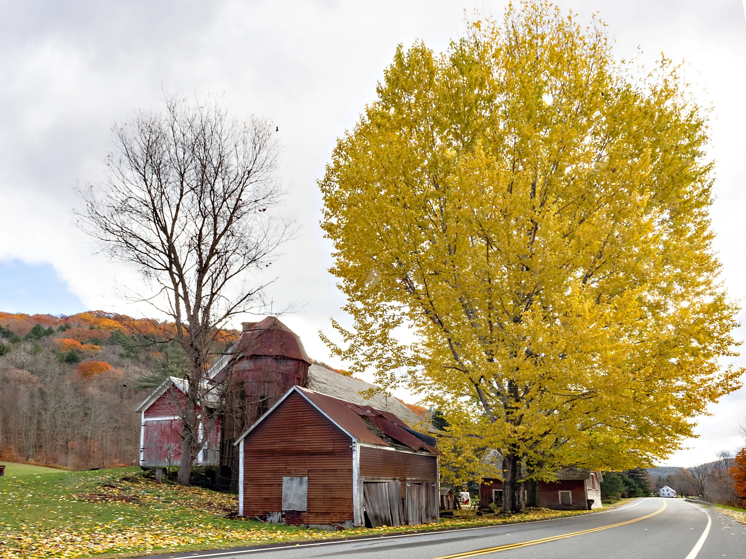 Vermont • Barn with yellow tree • Oct 2019