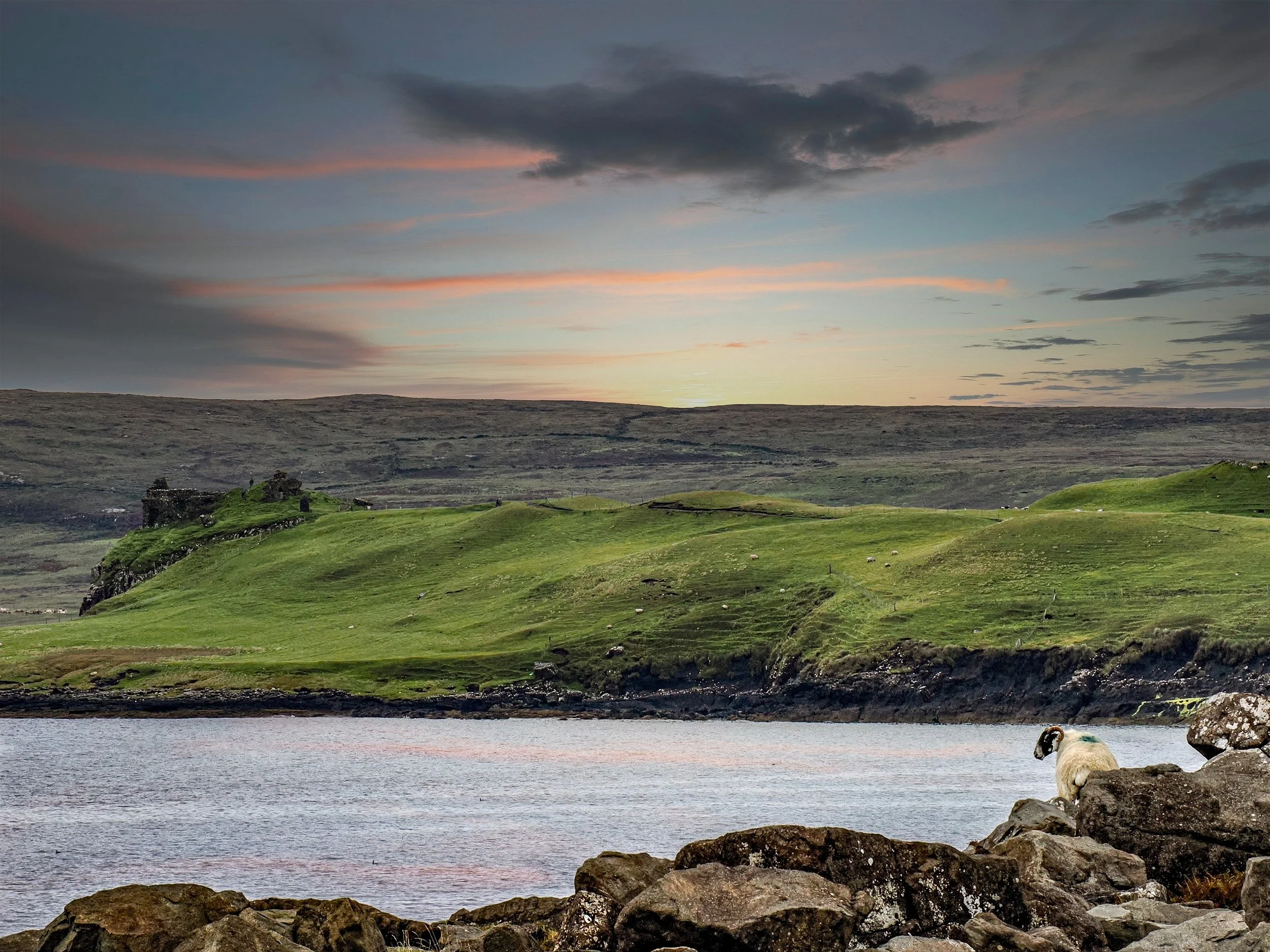 Scotland • Isle of Skye • Duntulm Castle • Horned sheep on guard • Aug 11, 2025