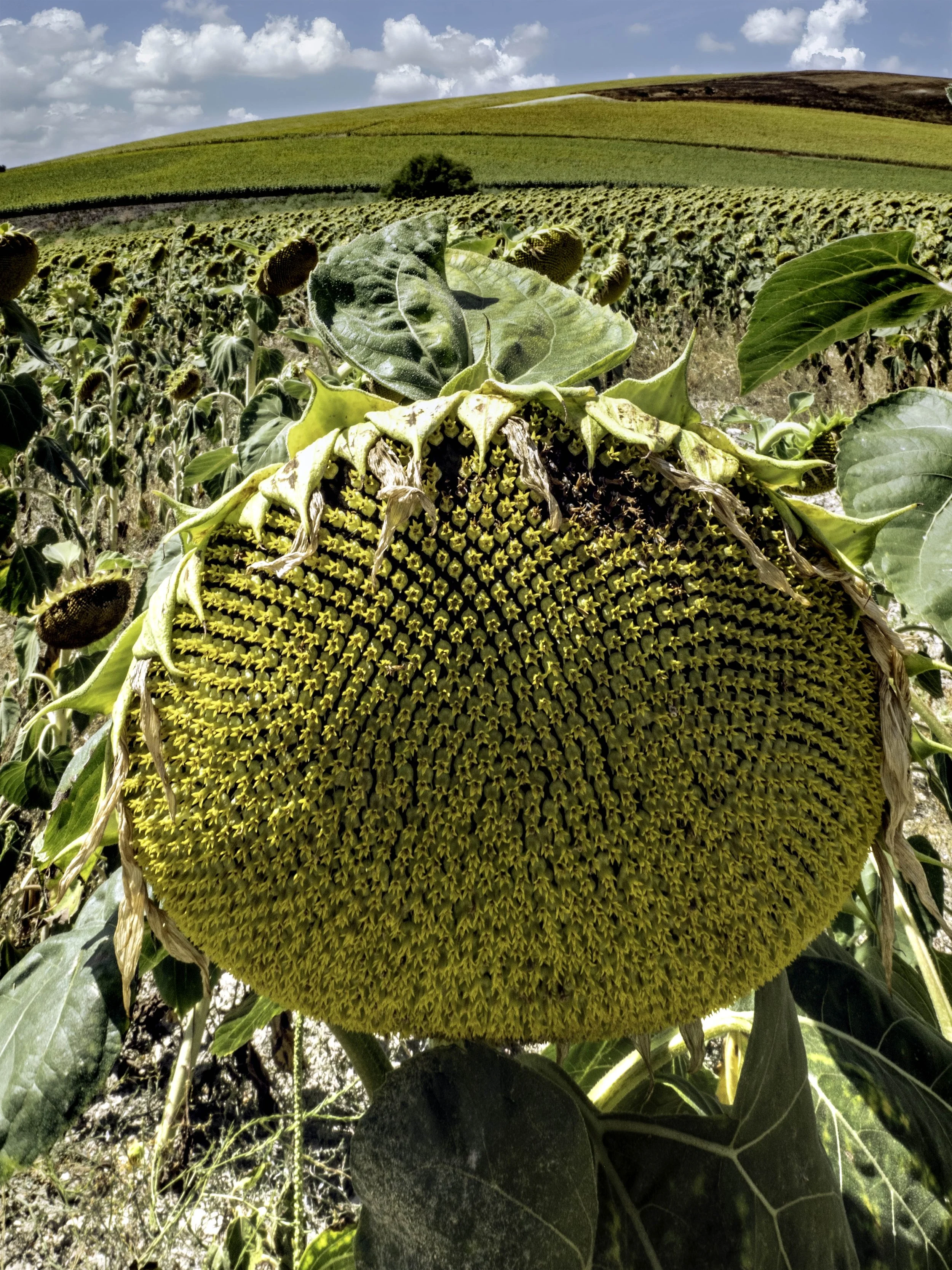 Spain • Sunflower in the road • Jul 1, 2024