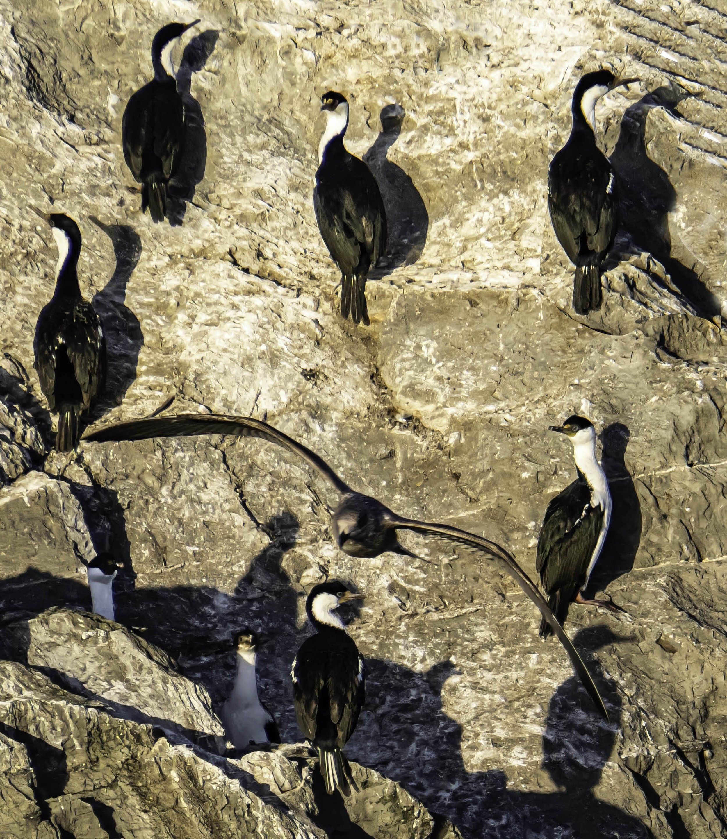 Chile • Near Serrano Glacier • Close up of cormorants • Mar 27, 2024