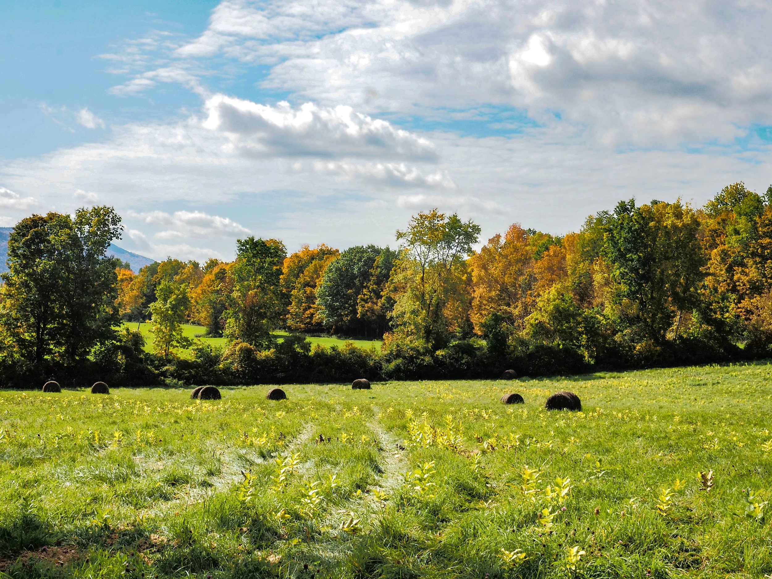 Vermont • Dorset • Fall foliage in field II • Oct 7, 2022