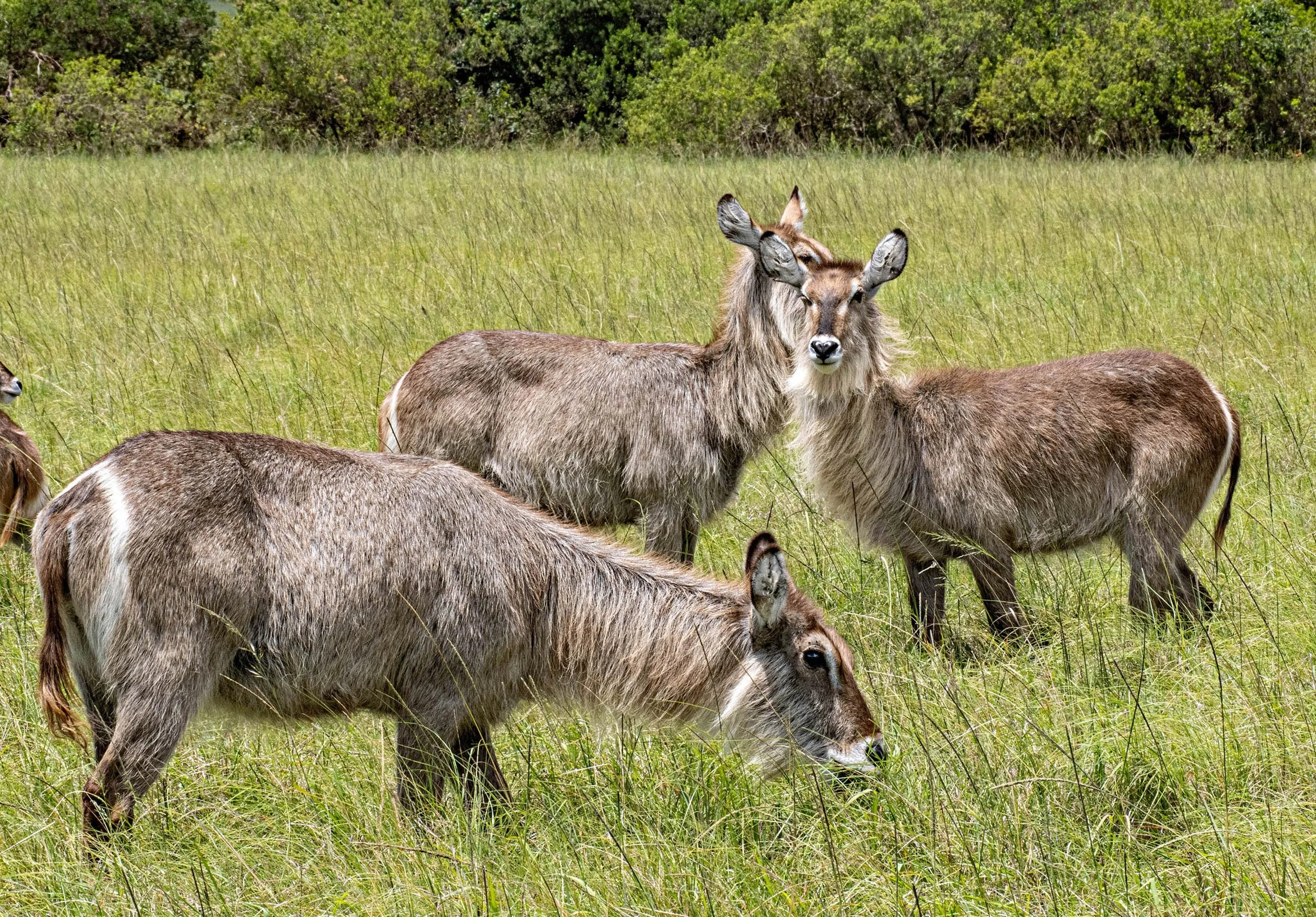 South Africa • Plettenberg Bay • Game preserve three antelopes • Dec 12, 2024