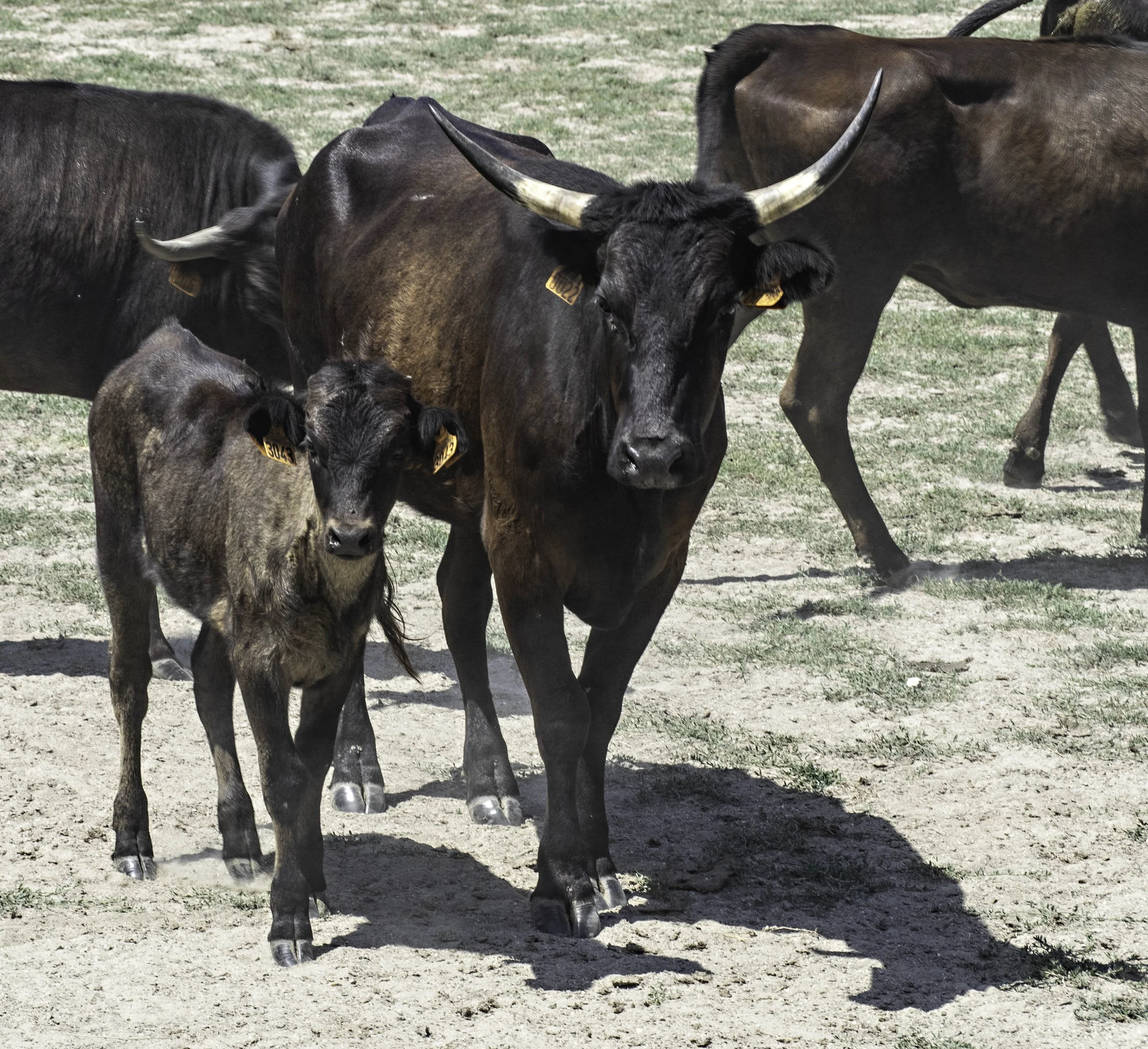France • Provence • Near Arles • Manade mother and calf • Jun 9, 2023