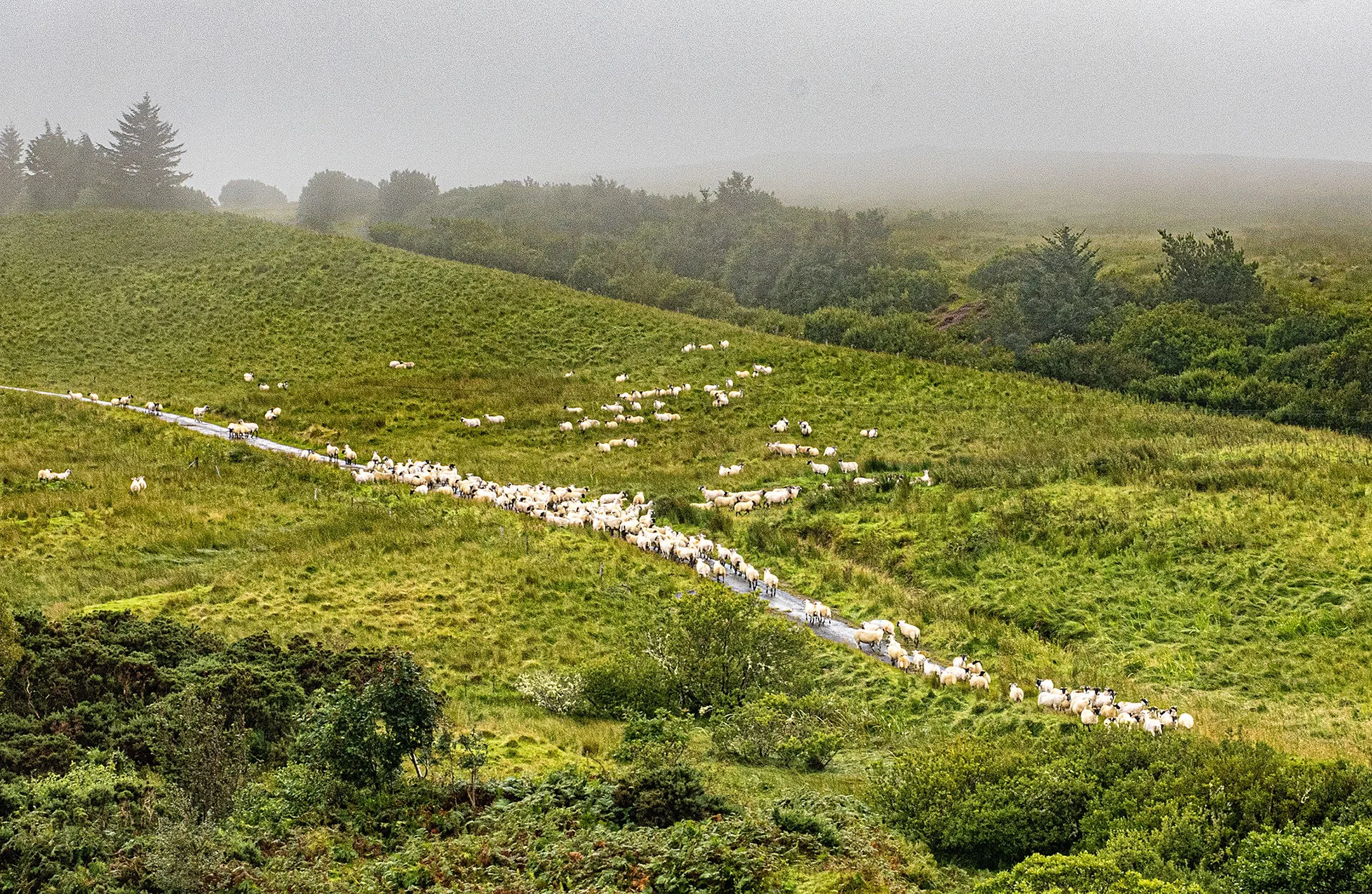 Scotland • Isle of Skye • Lealt Falls • Sheep escape • Aug 11, 2025