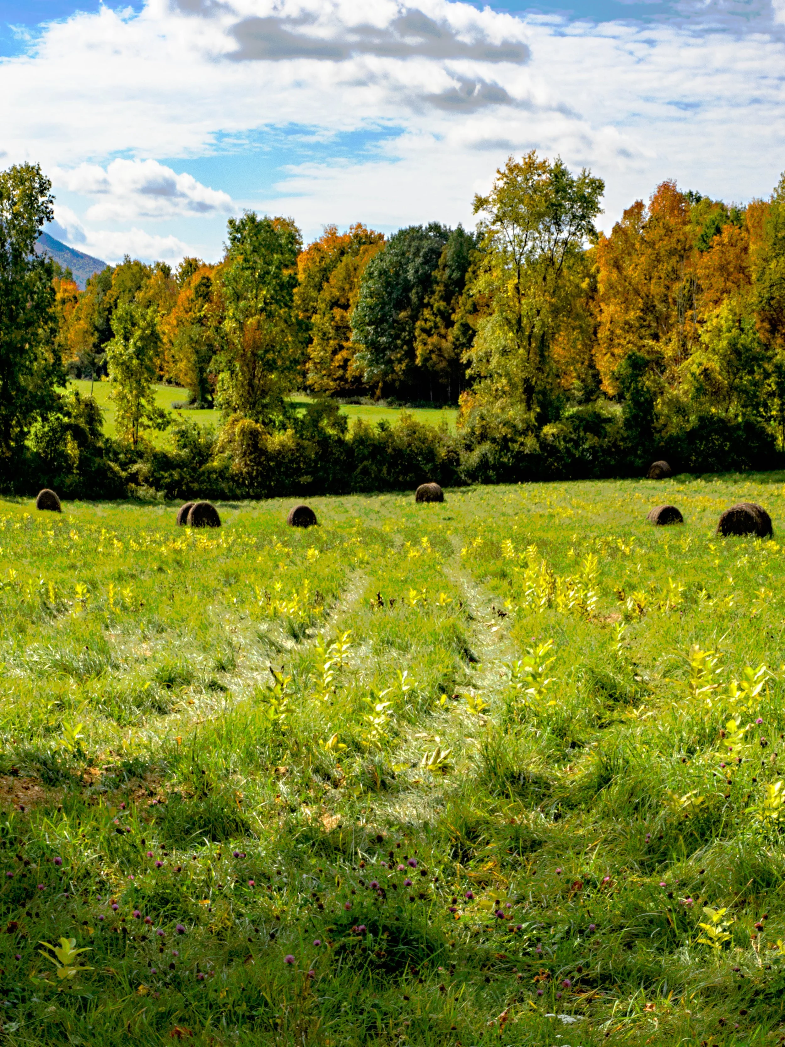 Vermont • Dorset • Fall foliage in field • Oct 7, 2022