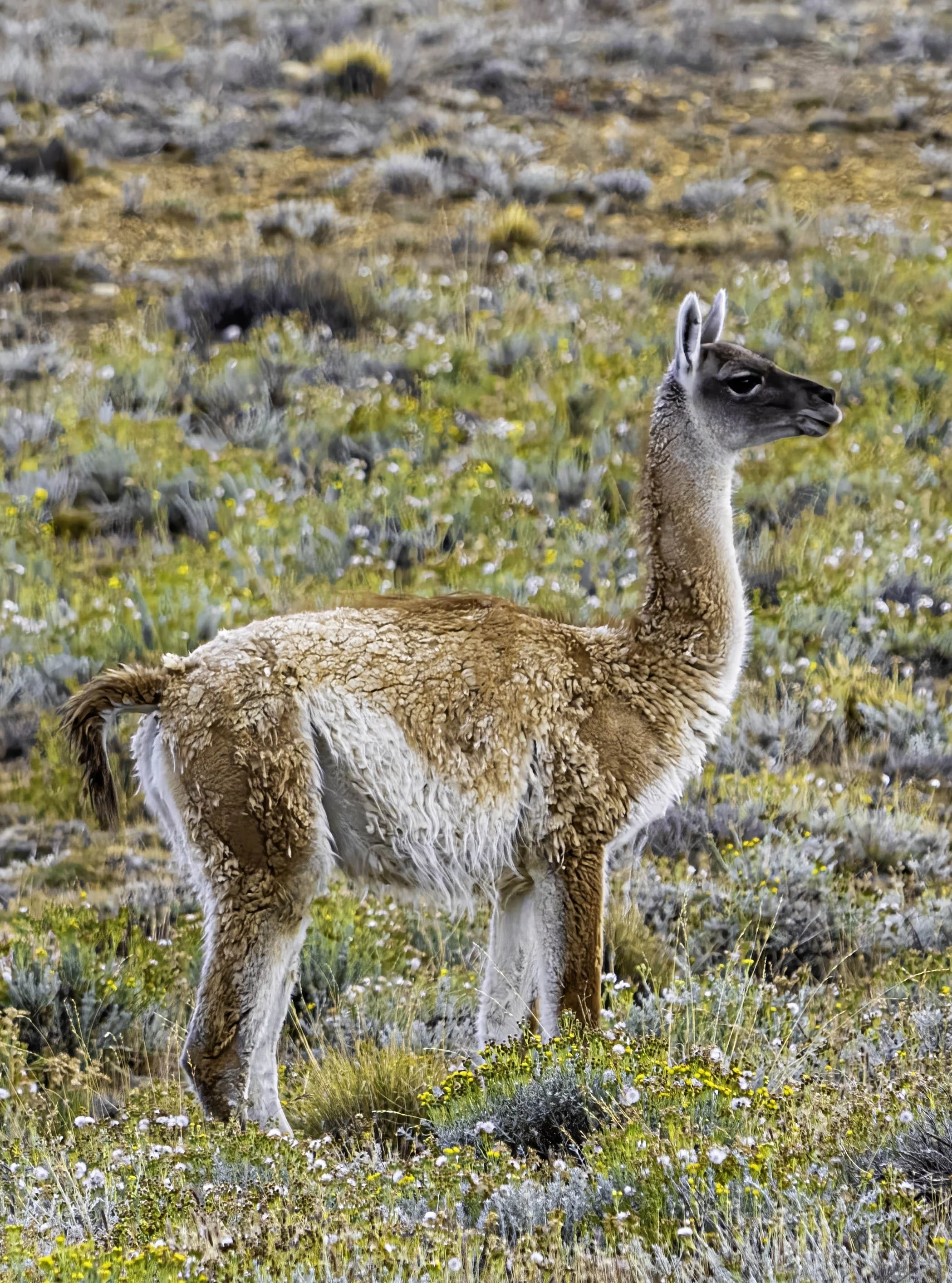Chile • Guanaco in the fields • Mar 2024