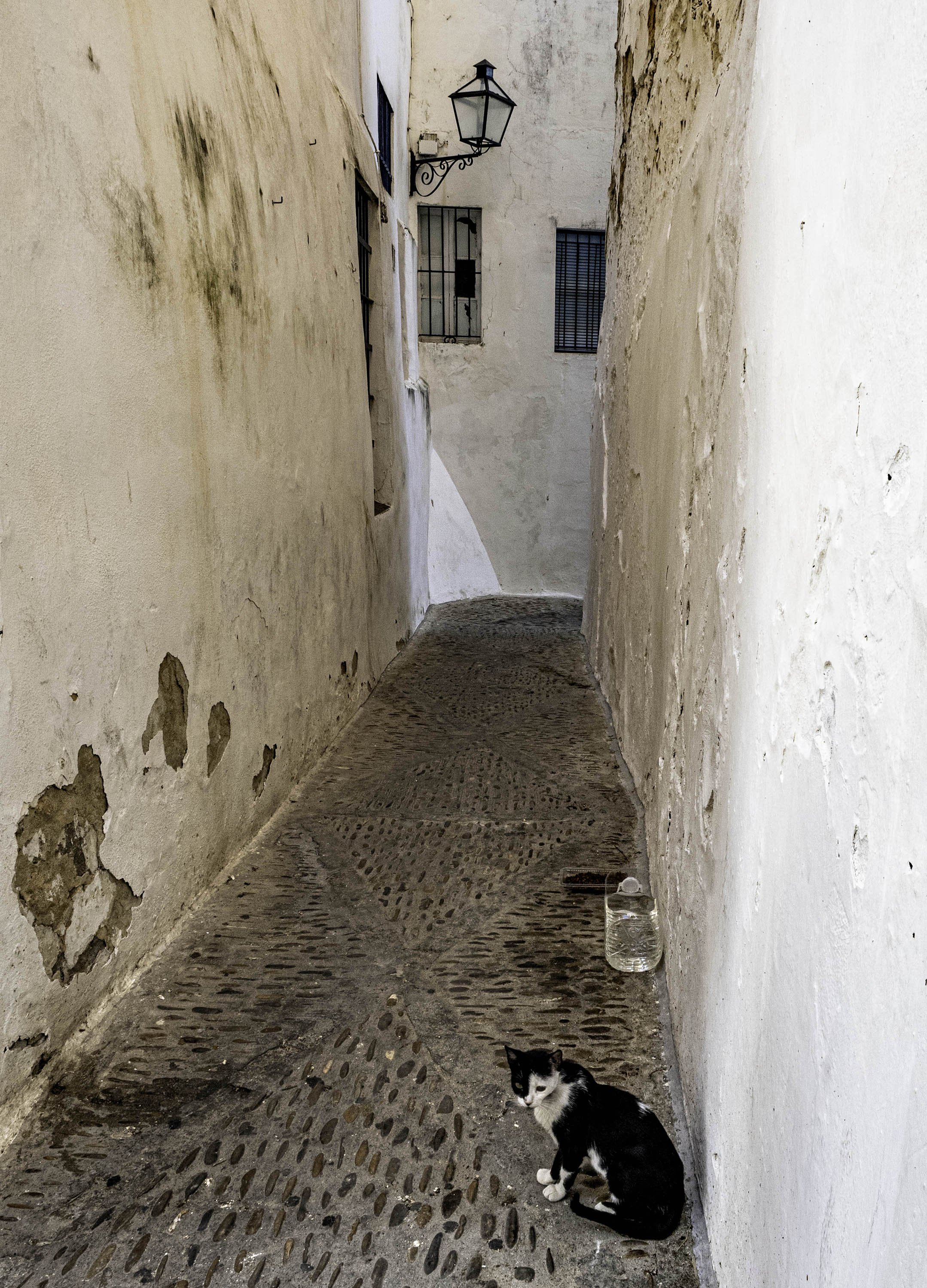 Spain • Arcos de la Frontera • Cat in the alley • Jul 4, 2024