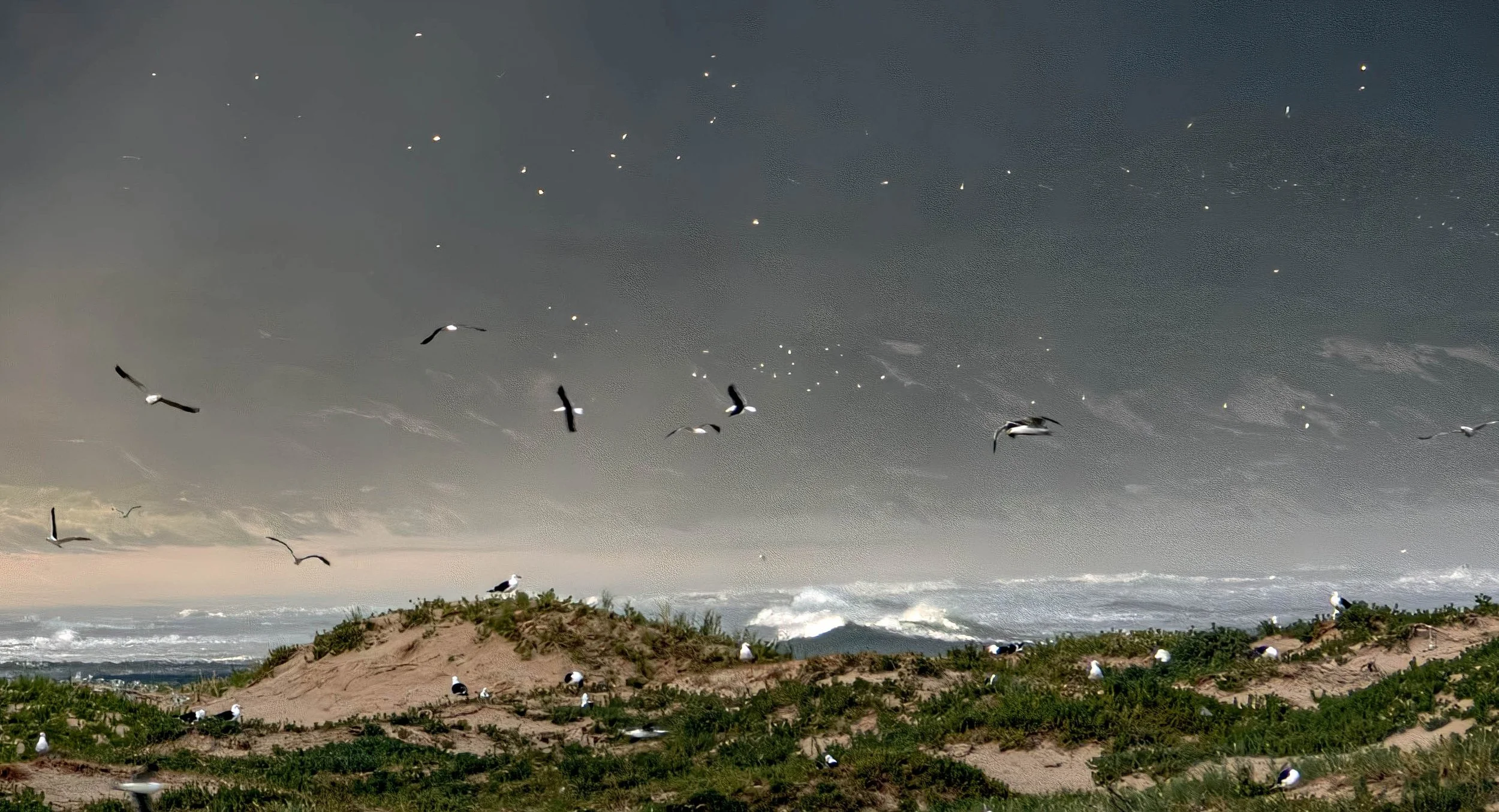 South Africa • Plettenberg Bay • Birds at dusk, close up • Dec 11, 2024