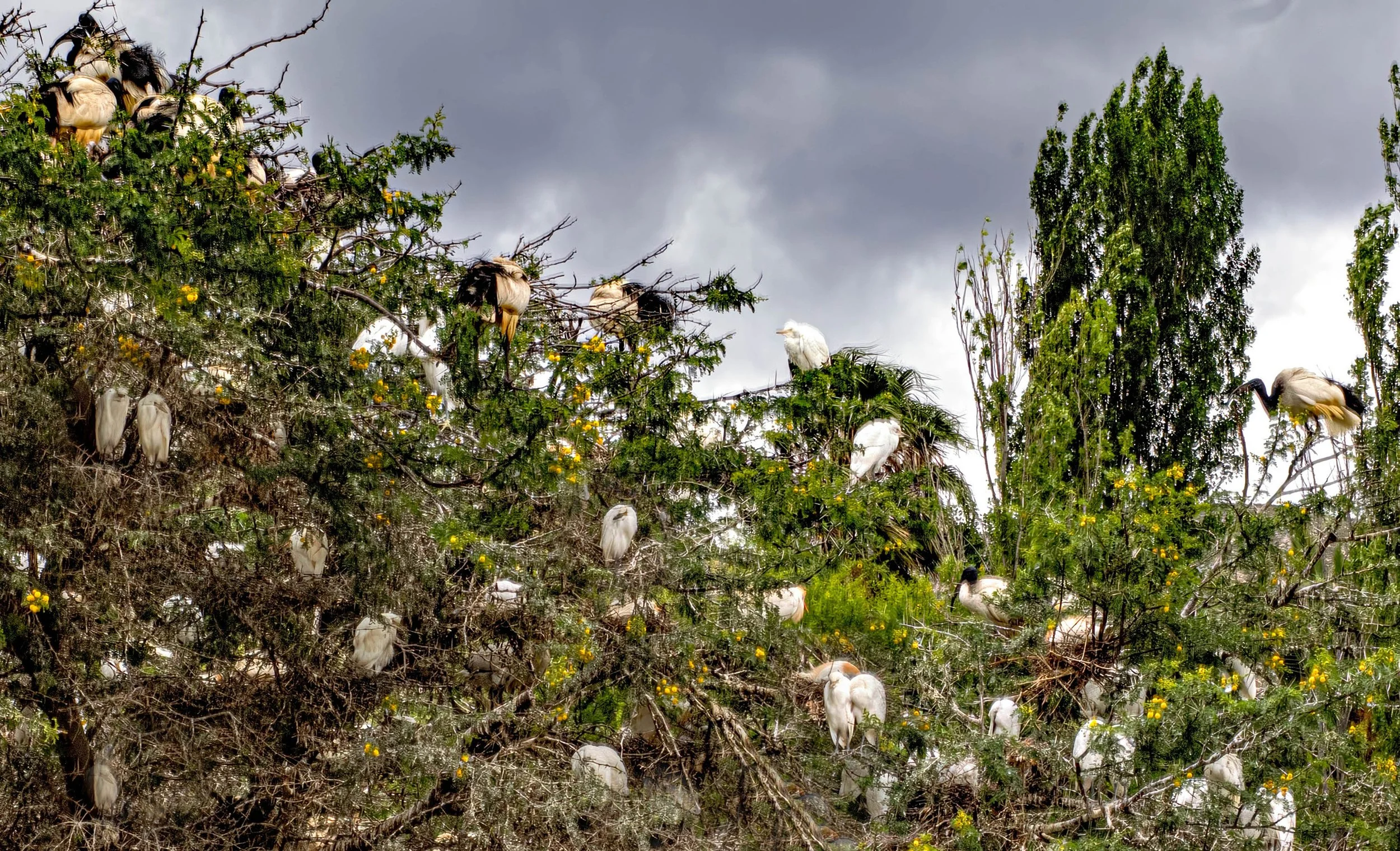 South Africa • Montagu • Flock of birds on tree II • Dec 13, 2024