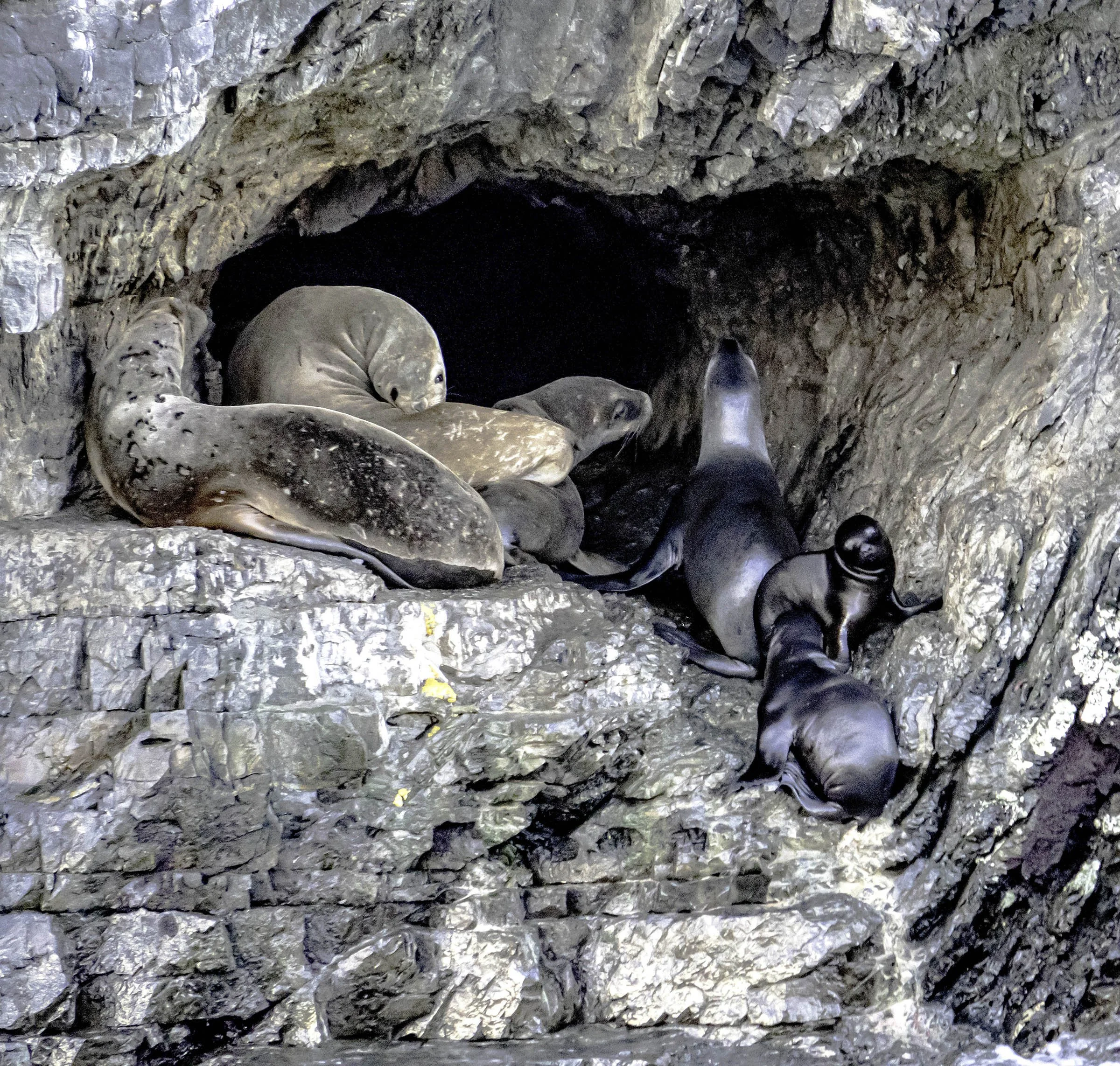 Chile • Torres del Paine • Near Serrano Glacier • Seal family • Mar 27, 2024