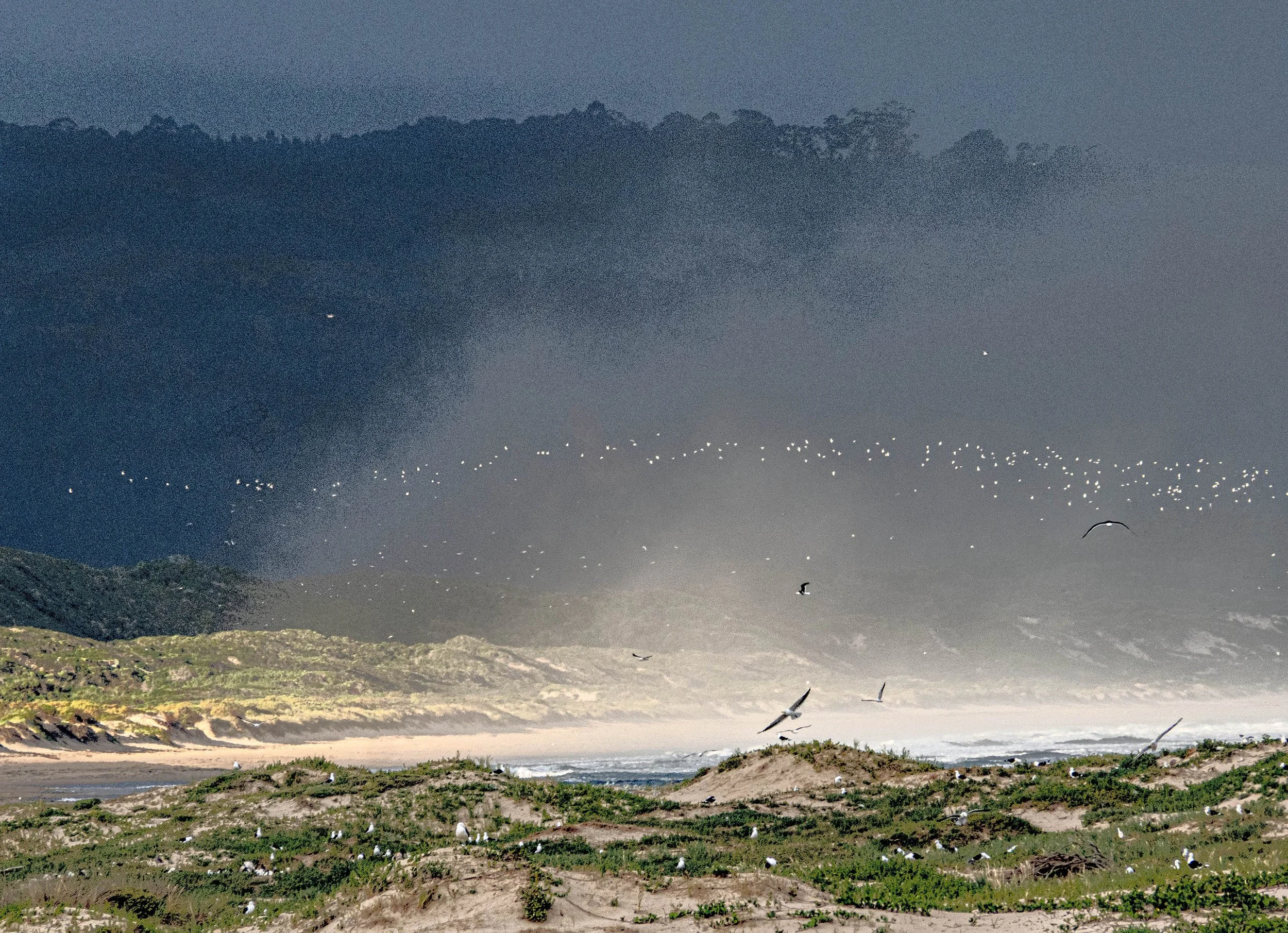South Africa • Plettenberg Bay • Birds at dusk III • Dec 11, 2024