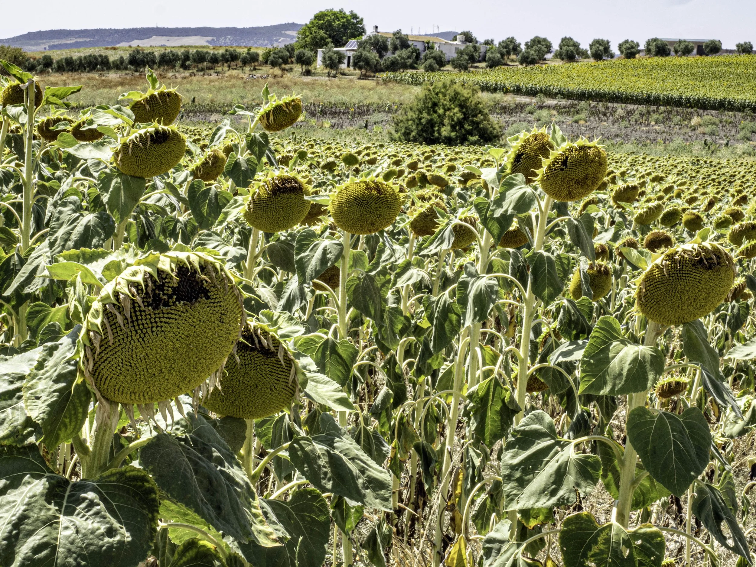 Spain • Sunflower field • Jul 1, 2024