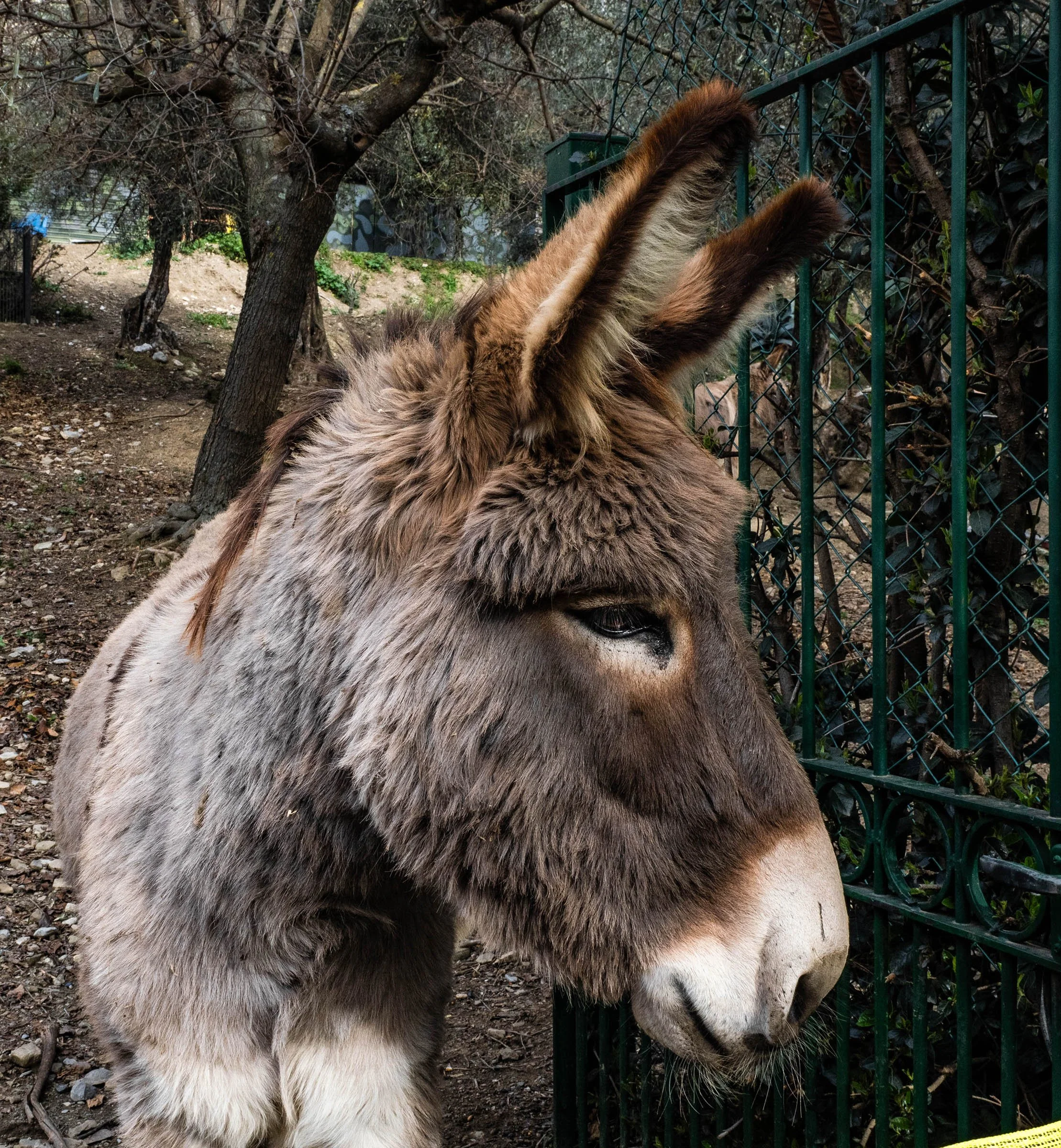 Italy • Mortola Olivetto • San Michele • Donkey • Jan 20, 2024