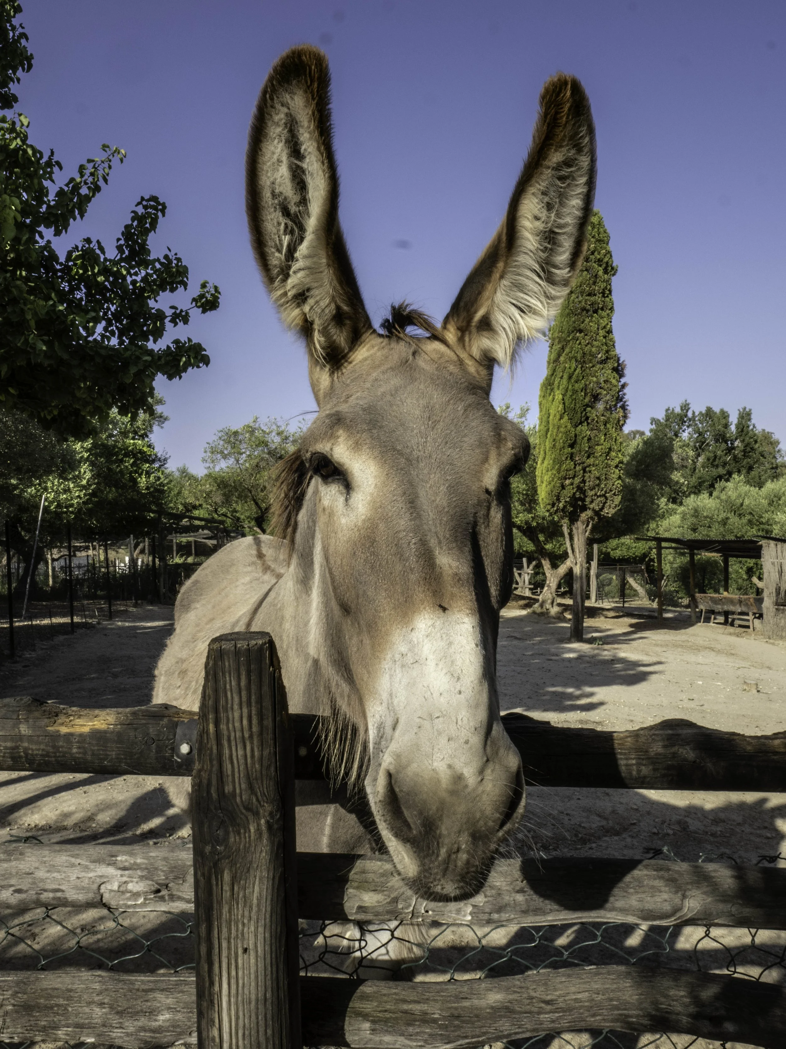 Spain • Arcos de la Frontera • Donkey at the hacienda • Jul 2024