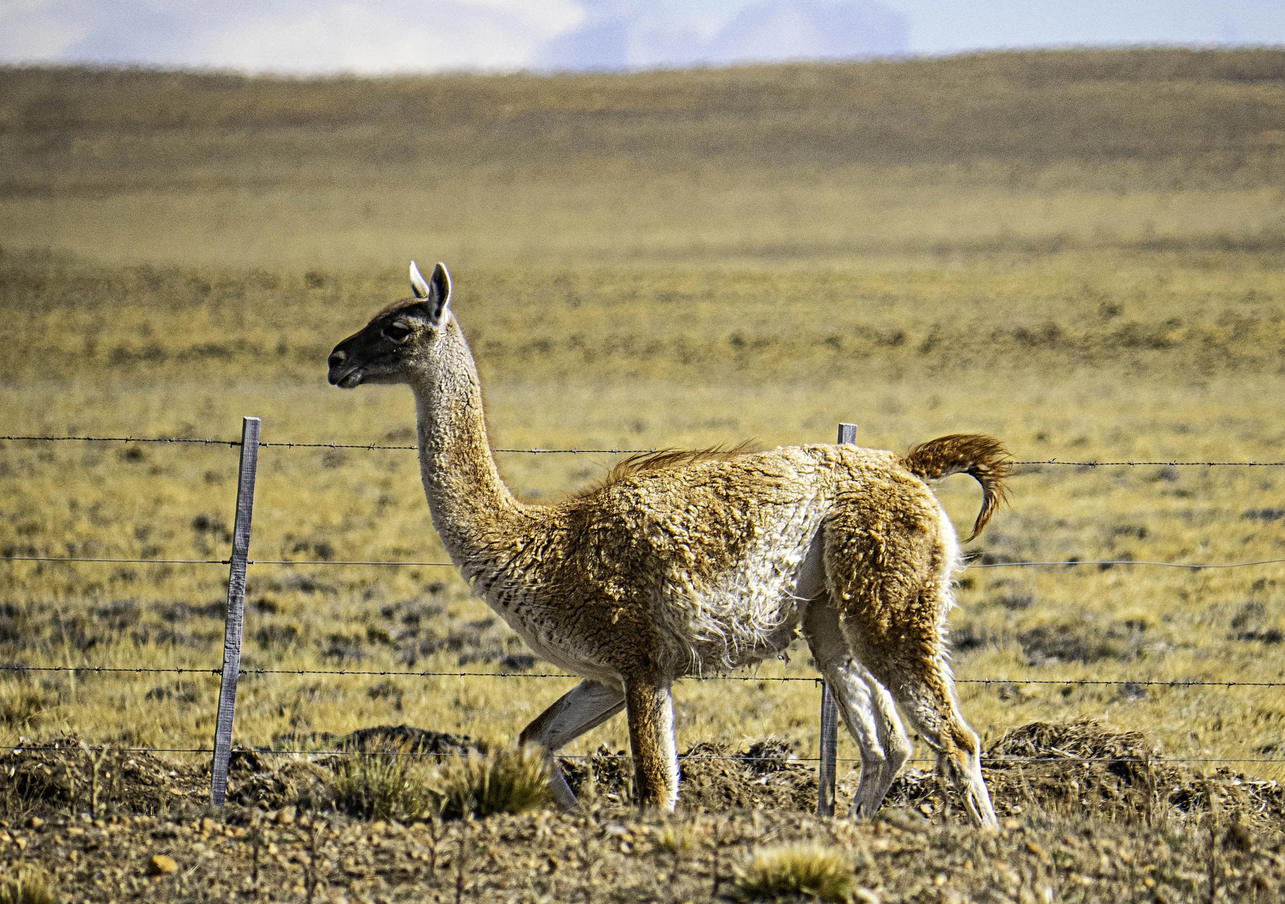 Chile • Guanaco in field • Mar 20, 2024