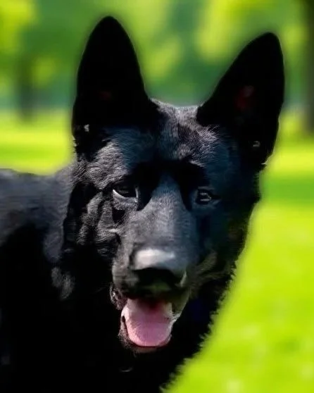 Shadow 2026