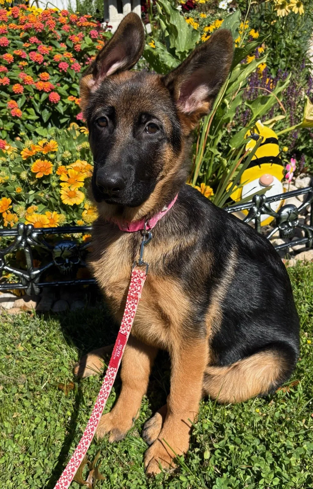 roxy 2026