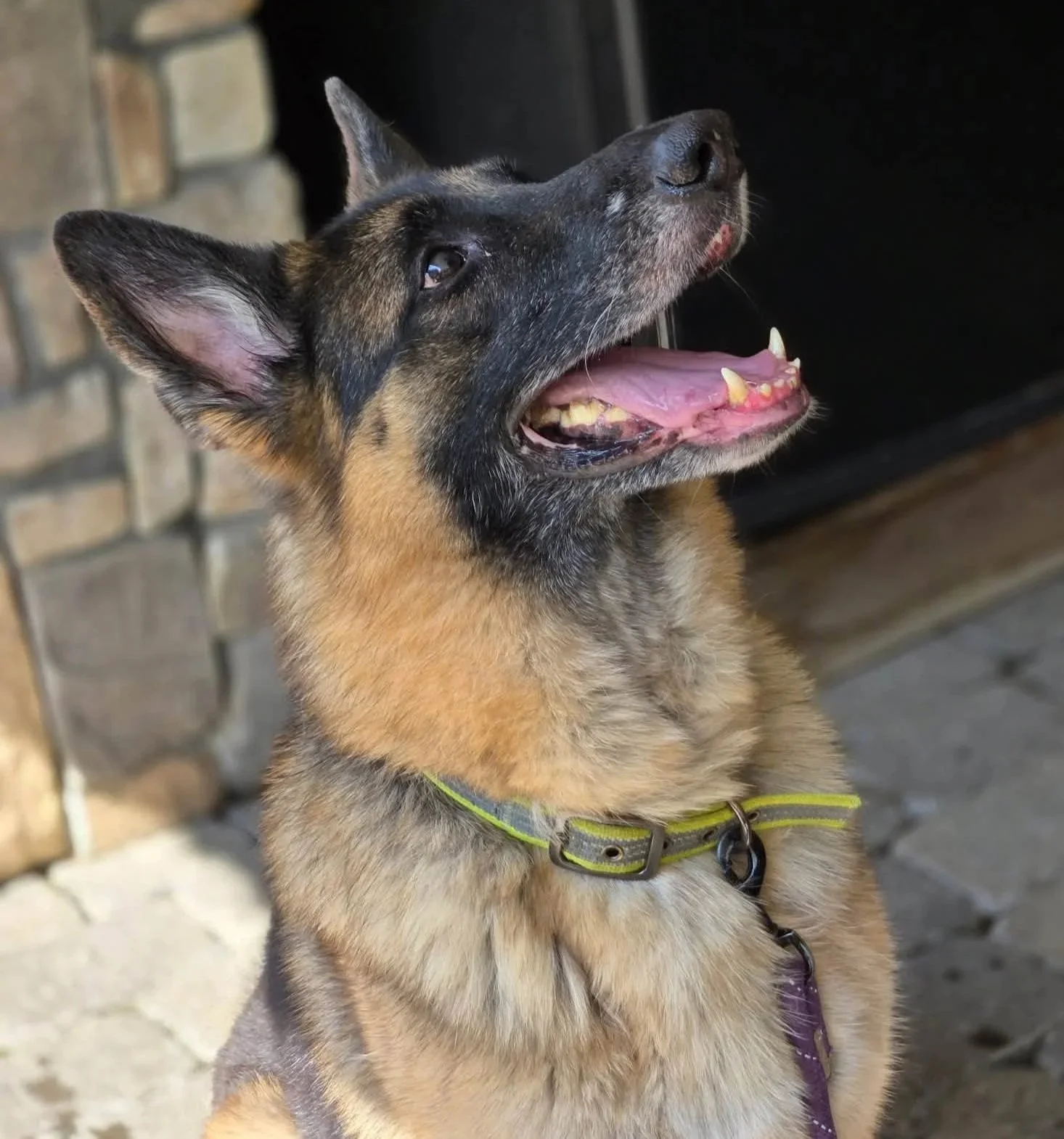 A happy German Shepherd dog with its mouth open, showing teeth and tongue, wearing a yellow-green collar, sitting outdoors near a stone wall.