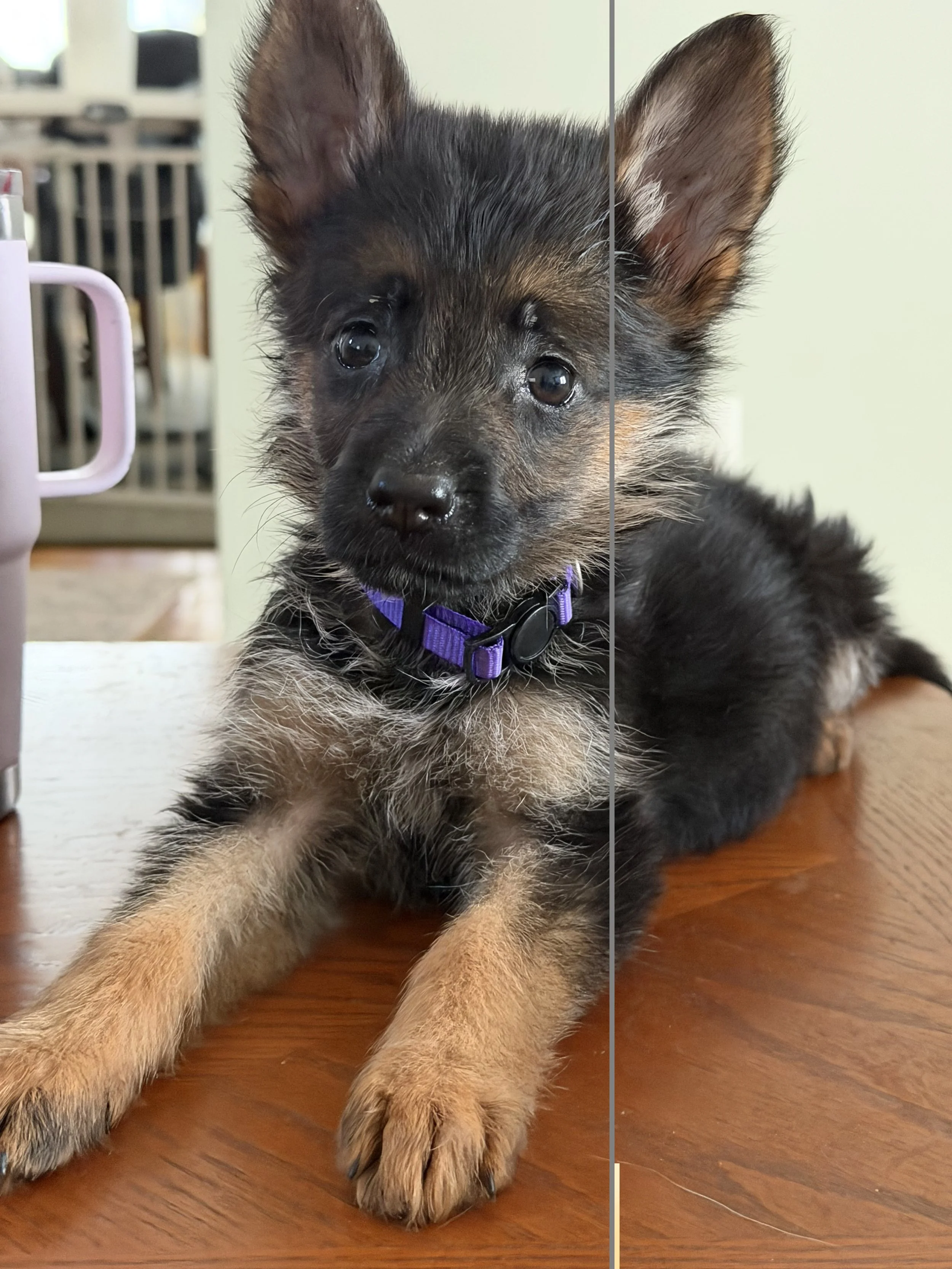zara purple puppy 2026