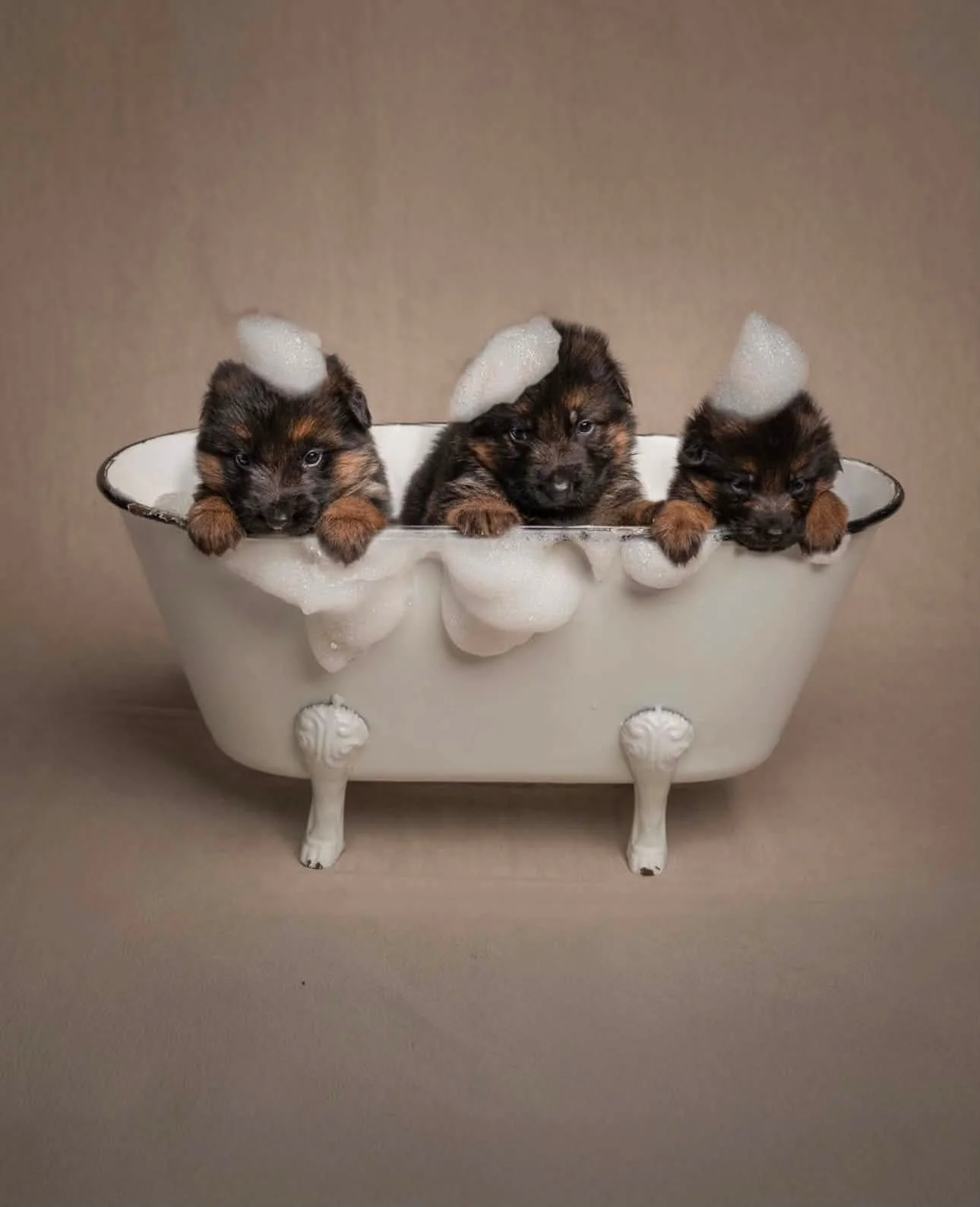 Three adorable puppy dogs with brown and black fur are sitting in a vintage white bathtub covered in soap suds.