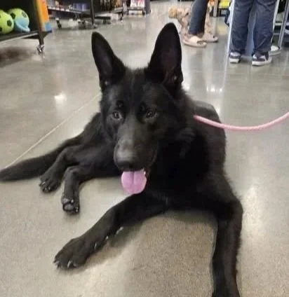 Bella 2026