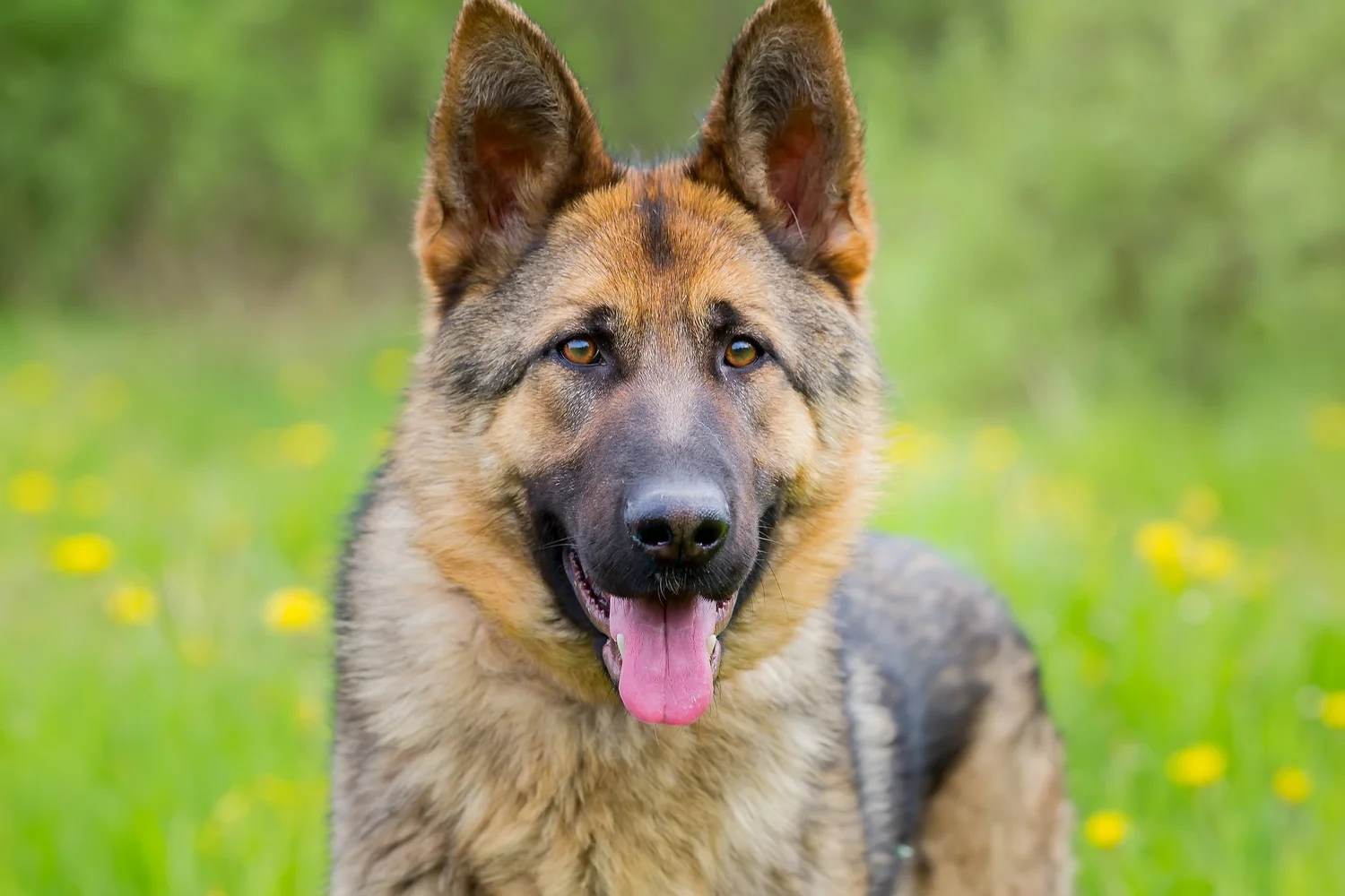 Garden State German Shepherd Rescue