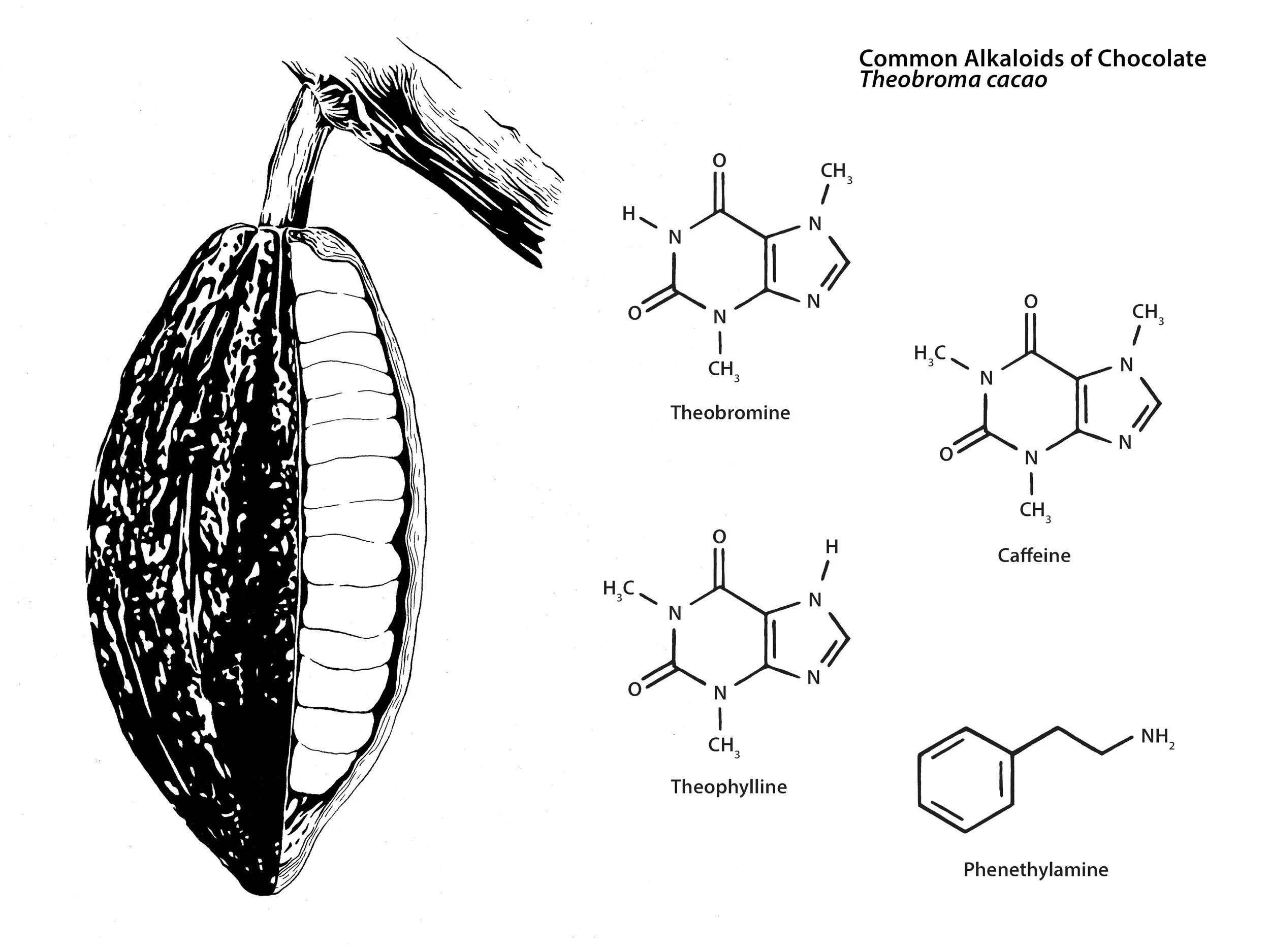 Common Alkaloids of Chocolate (Theobroma cacao), Pen & Ink, 2021