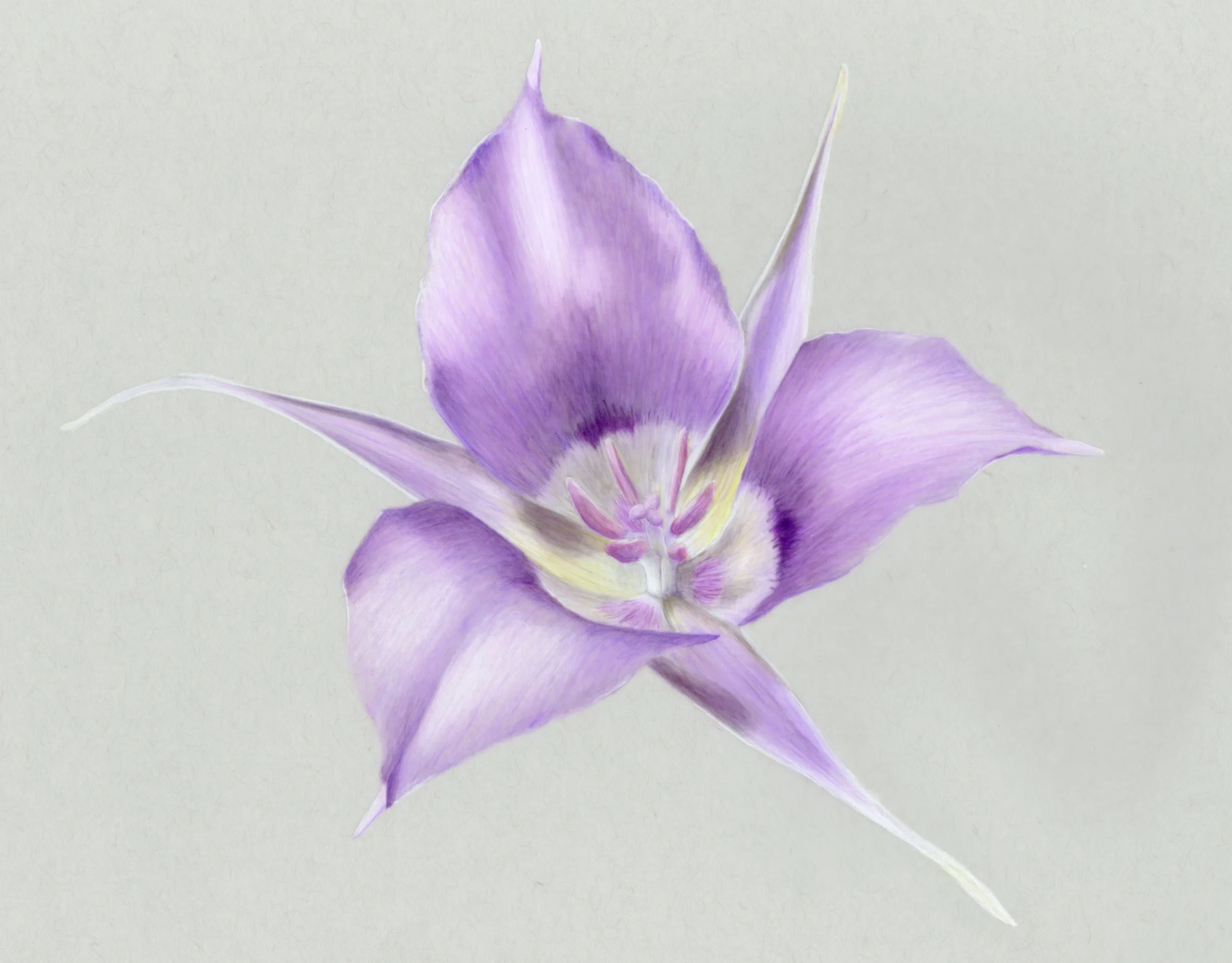 Sagebrush Mariposa Lily (Calochortus macrocarpus), Colored Pencil on Film, 2022