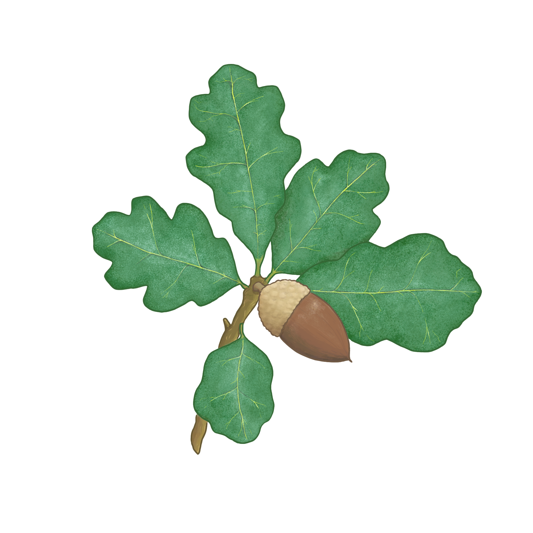 Blue Oak.png