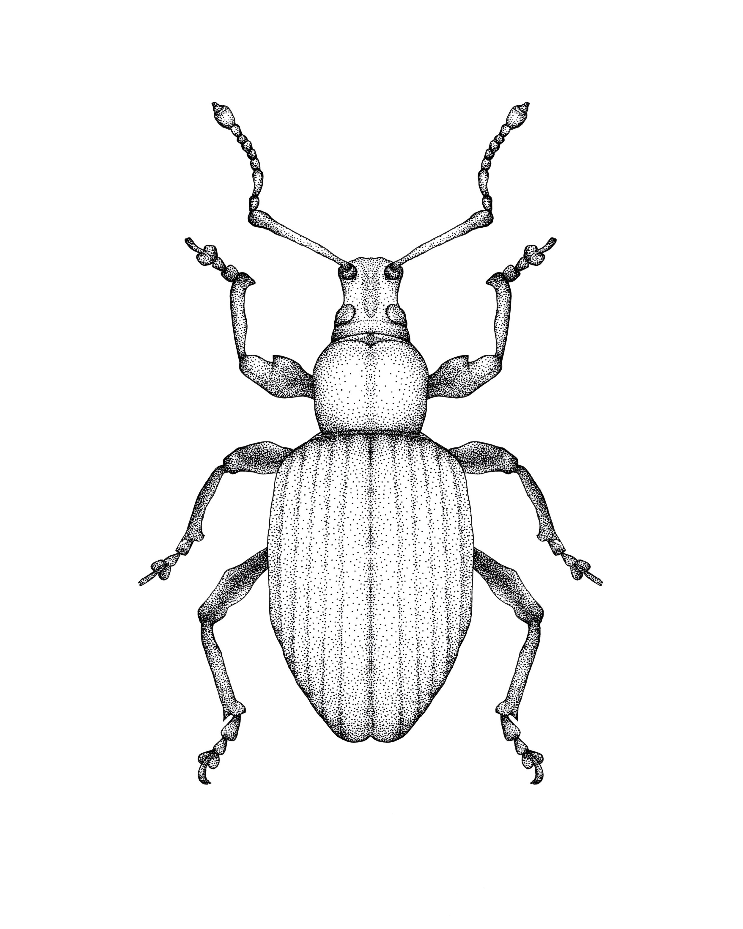 Black Vine Weevil (Otiorhynchus sulcatus), Pen & Ink, 2022