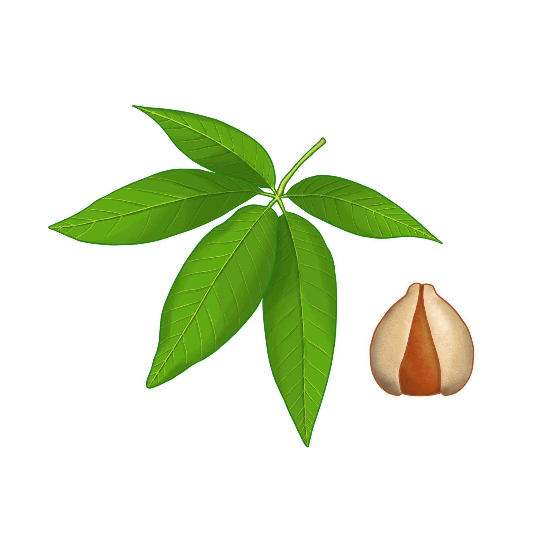 CA Buckeye.png
